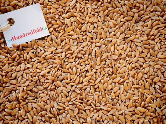 Hundredfold 2LBS Organic Whole Grain Ancient Einkorn Wheat – Non-GMO Canada Grown Excellent for Weight-Watchers, Vegans & Vegetarians