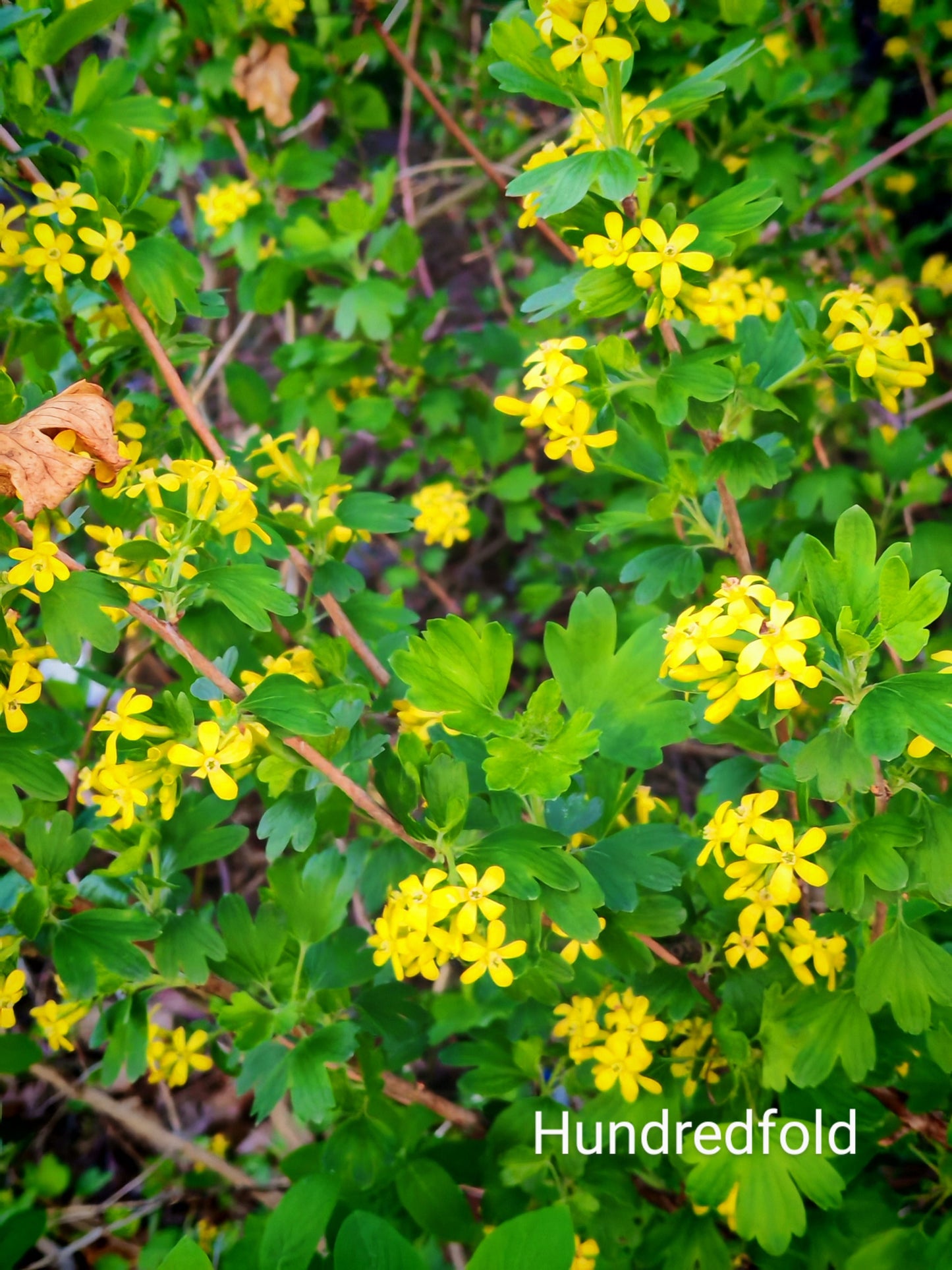 Golden Currant 20 Fruit Shrub Seeds - Ribes aureum Clove Current, Canada and USA Native, Produce Fragrant Flowers and Showy Fruits, Ornamental Bush | Hundredfold