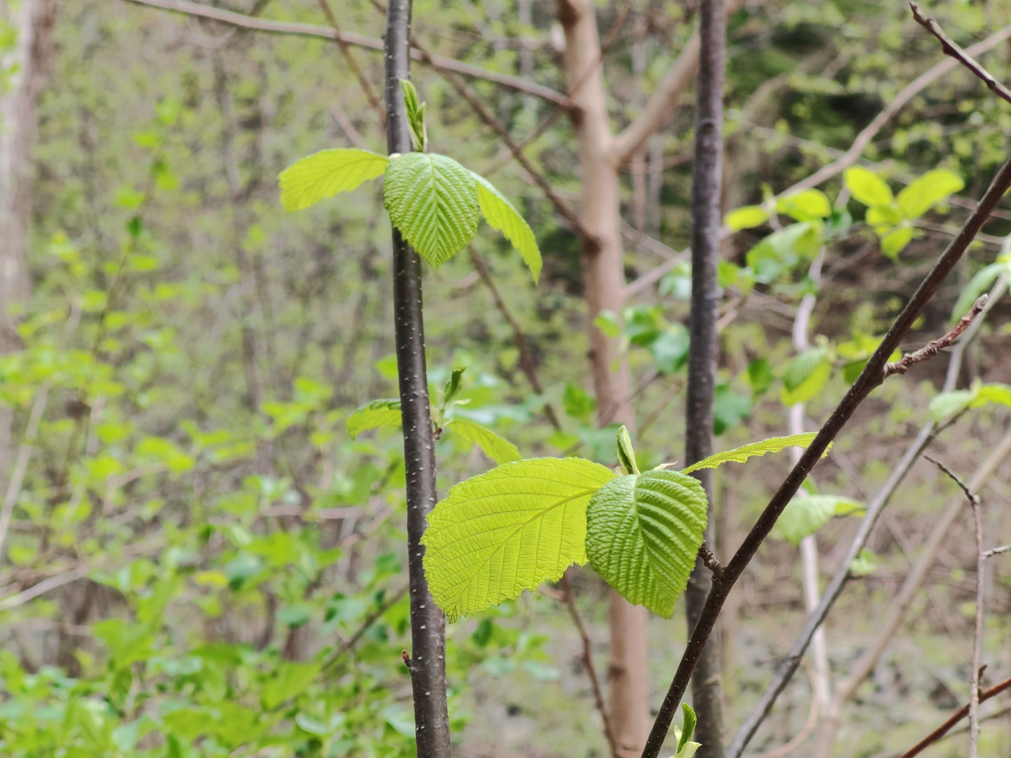 Speckled Alder Gray Alder 50 Seeds - Alnus incana Tag Alder Erosion Control and Nitrogen Fixer Tree or Shrub