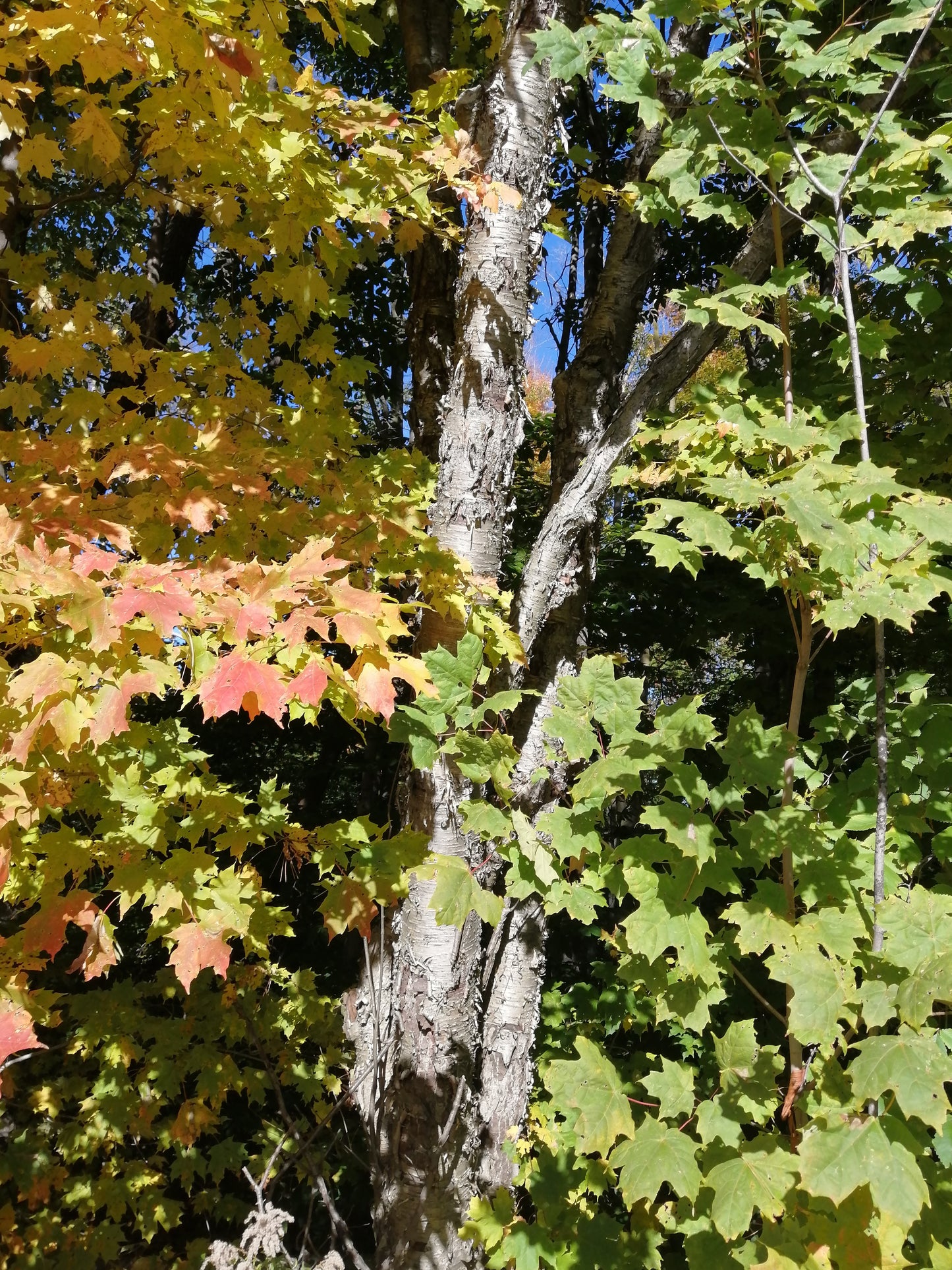 Hundredfold Yellow Birch Seeds – Betula alleghaniensis | 50 Canada Native Tree Seeds for Shade & Reforestation