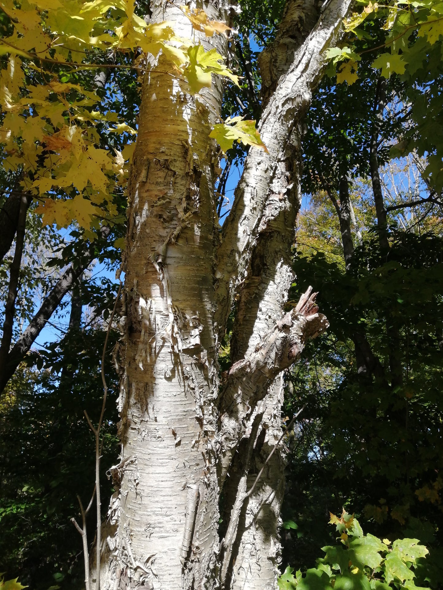 Yellow Birch Grown Naturally in Markham, Ontario Canada