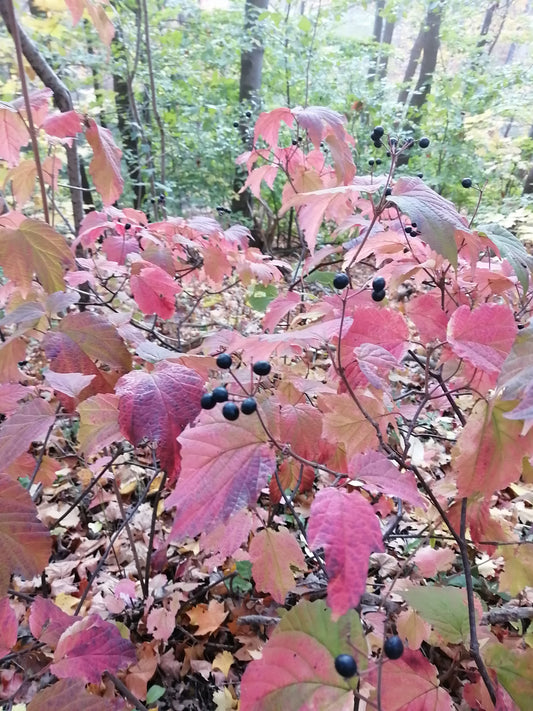 Viorne à feuilles d'érable centuples 5 graines – Viburnum acerifolium Arbuste indigène à feuilles d'érable, Canada 