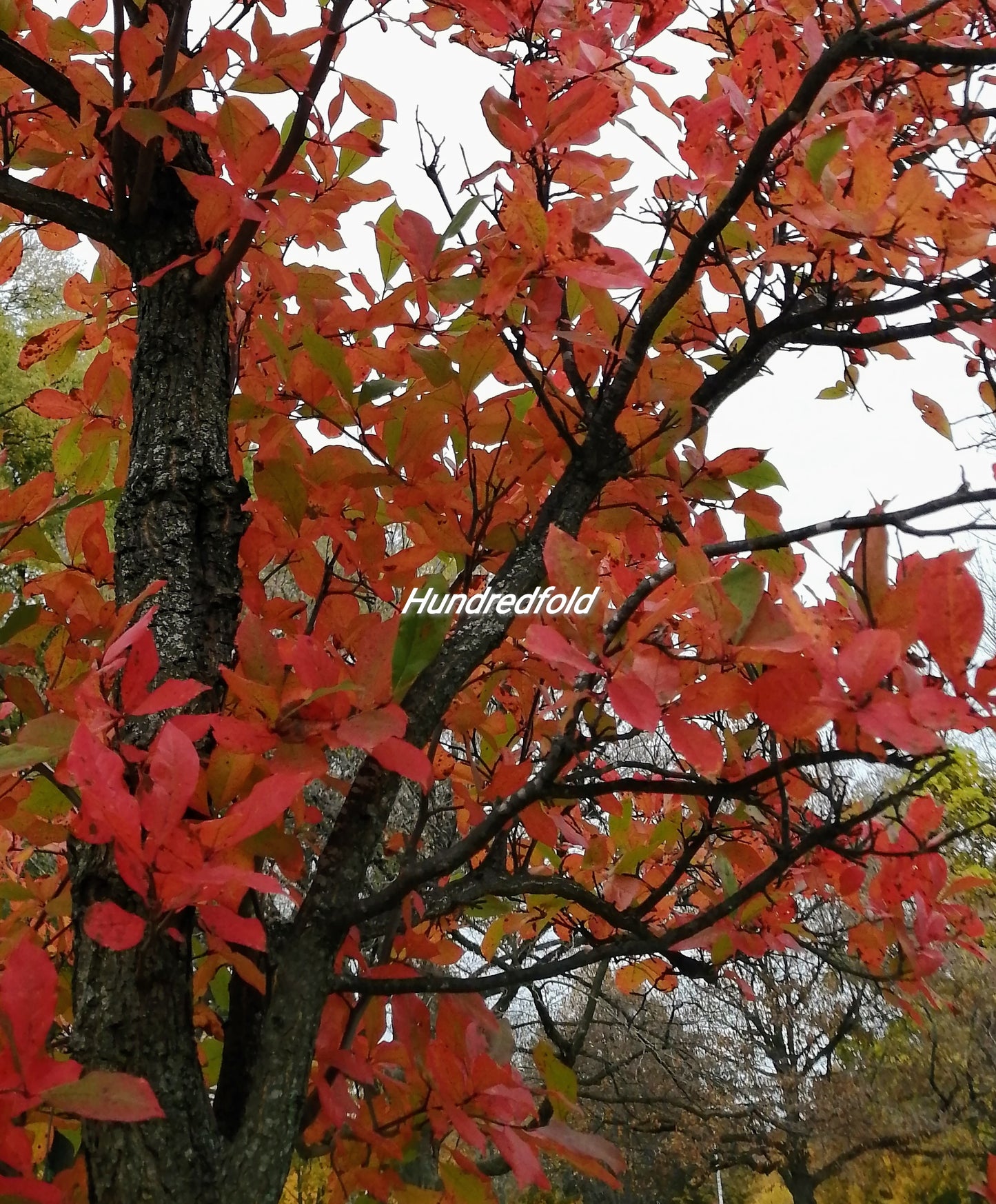 Graines d'arbres de gommier noir au centuple 5 - Nyssa sylvatica Black Tupelo Sourgum Arbre indigène de l'Ontario, belles couleurs d'automne, excellent pour les oiseaux et les insectes utiles 