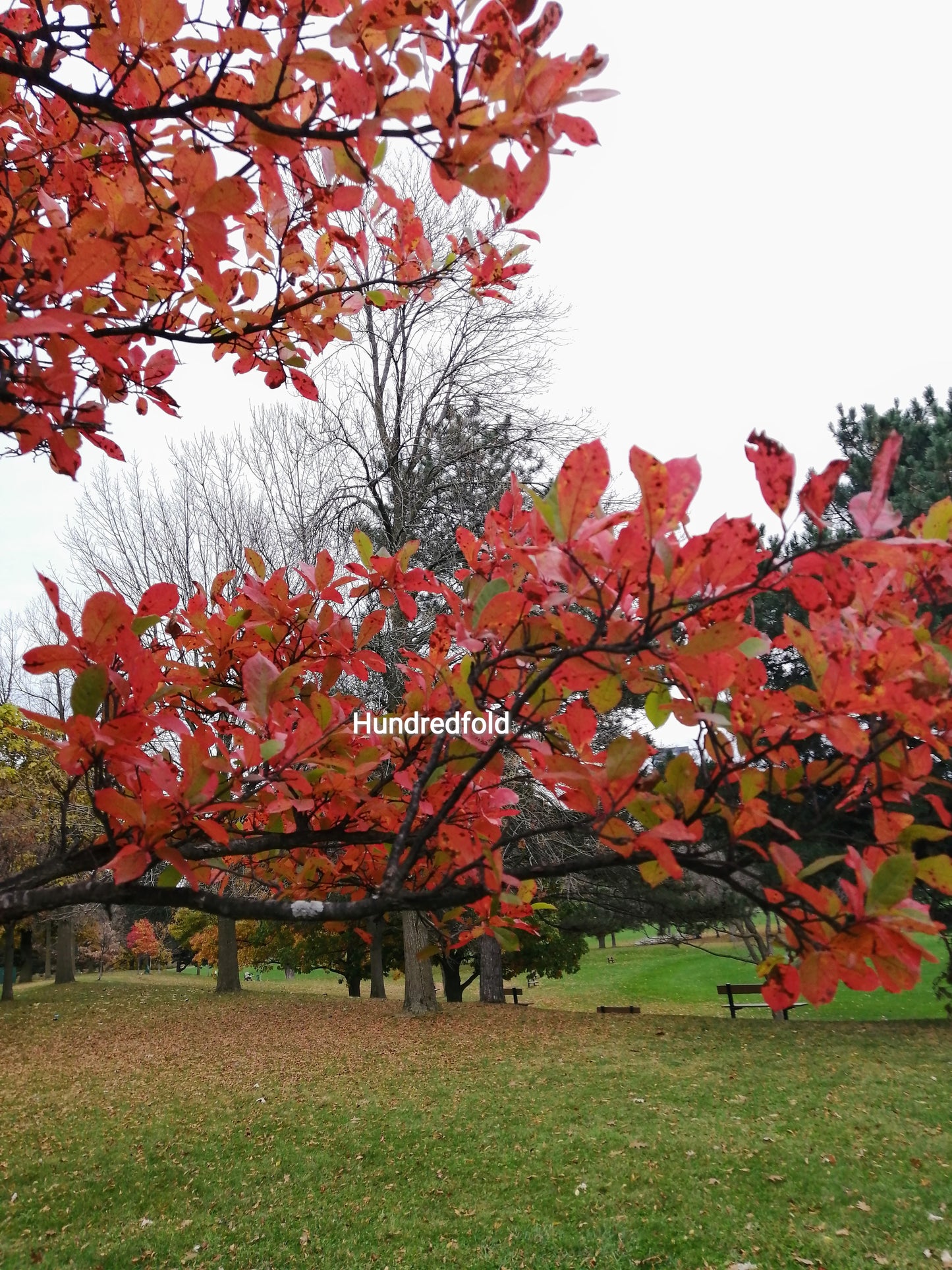 Graines d'arbres de gommier noir au centuple 5 - Nyssa sylvatica Black Tupelo Sourgum Arbre indigène de l'Ontario, belles couleurs d'automne, excellent pour les oiseaux et les insectes utiles 
