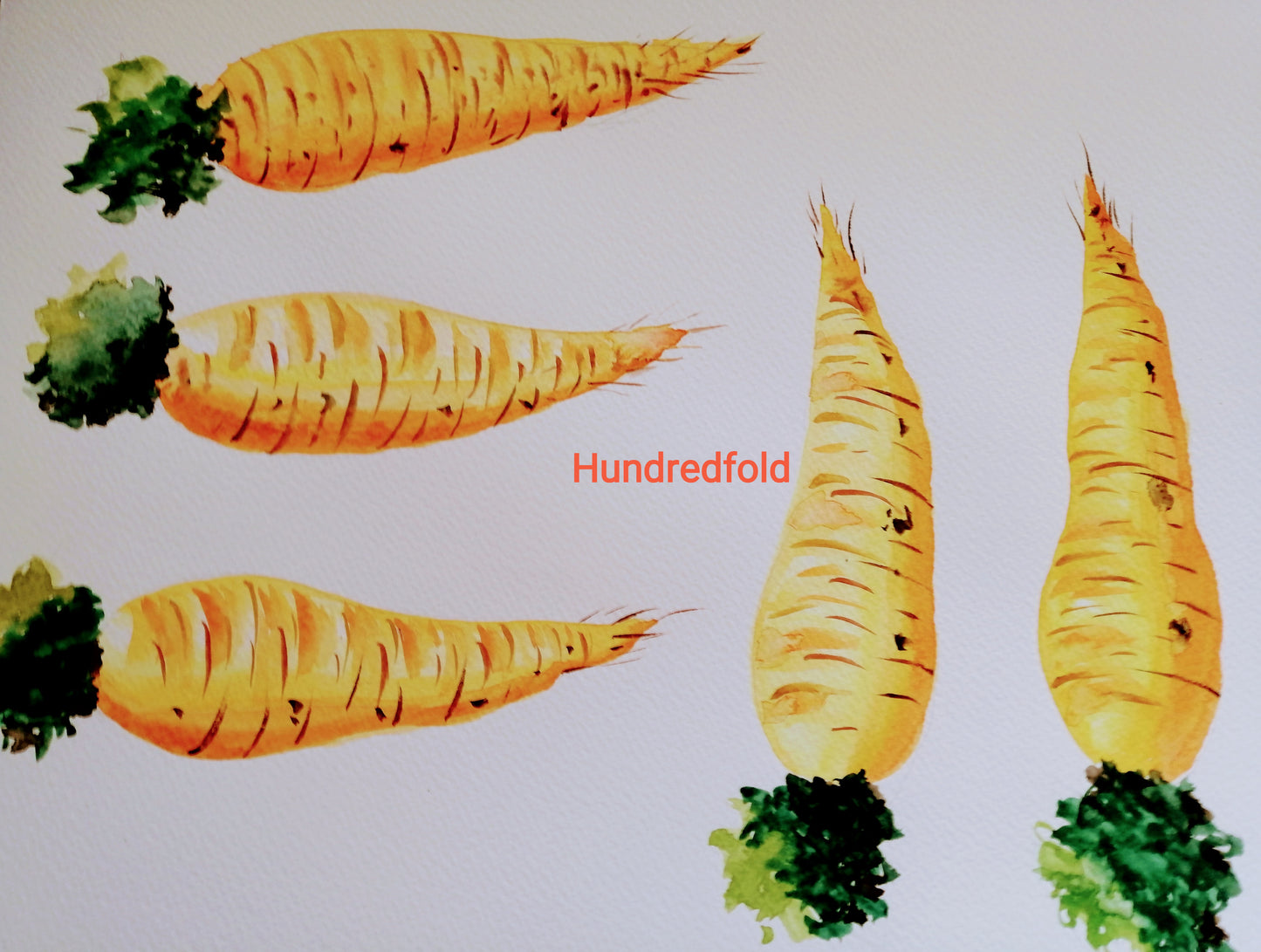 Hundredfold Chantenay Carrot 1000 Vegetable Seeds - Non-GMO Classic Carrot, Red Cored Sweet Heirloom Variety, Attract Swallowtail Butterflies, Packed & Shipped in Canada