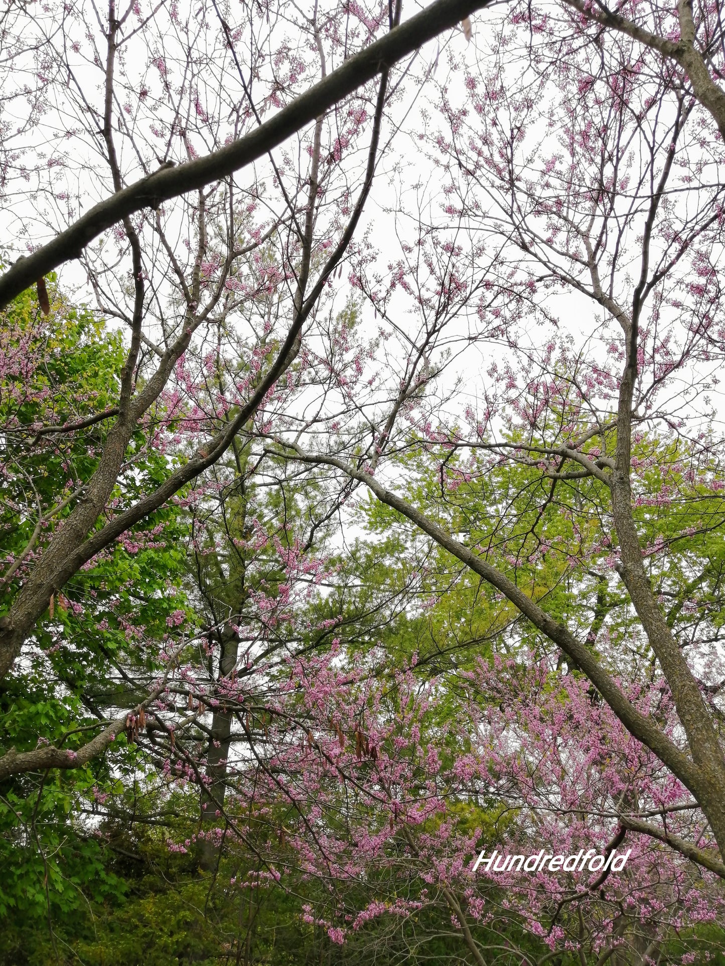 Eastern Redbud 20 Seeds, Cercis Canadensis Ontario Native, Beautiful Spring Blossom, Deer Resistant, Landscaping Shrub or Small Tree, for Lawn Tree & Yard Tree