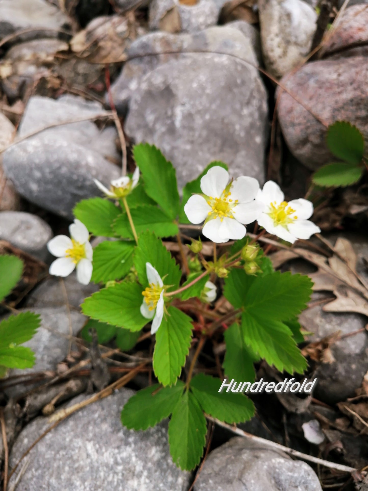 Fraise sauvage centuple 1 plante vivante à racines nues - Fragaria virginiana sans OGM, racines nues, indigène du Canada, cultivée en Ontario, pour conteneur, cour, jardin et couvre-sol 