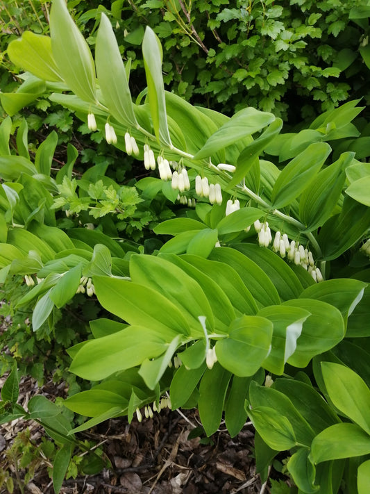 Graines de fleurs du sceau de Salomon au centuple - Polygonatum pour jardin ombragé, sous-bois, couvre-sol 