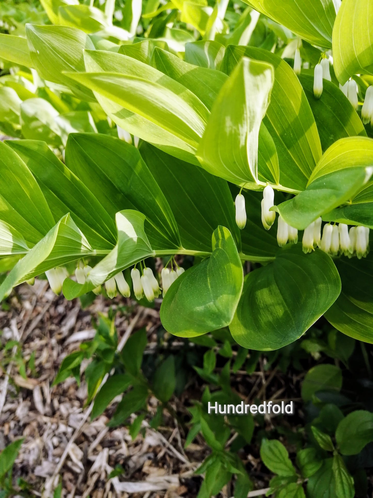 Graines de fleurs du sceau de Salomon au centuple - Polygonatum pour jardin ombragé, sous-bois, couvre-sol 