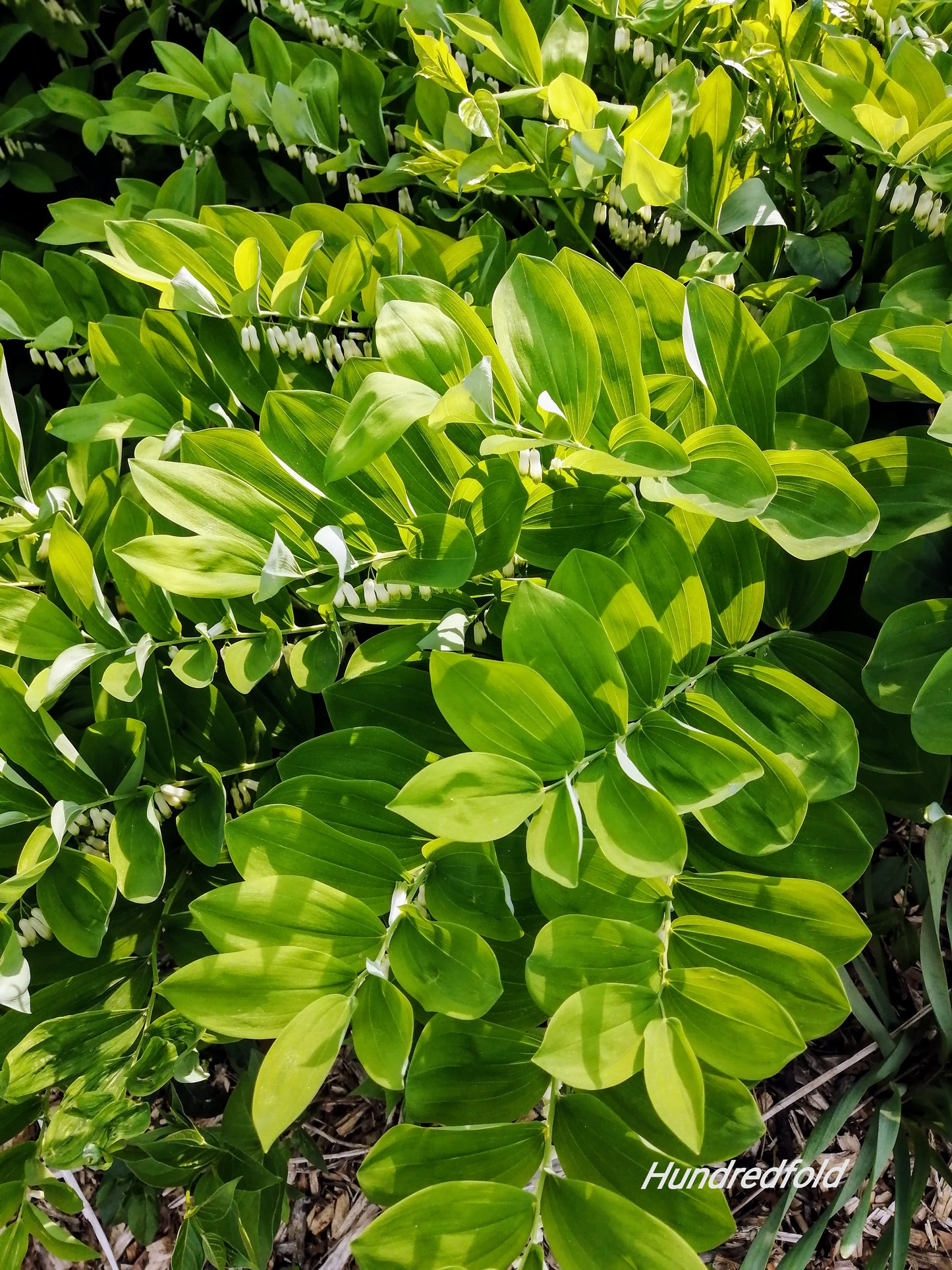 Graines de fleurs du sceau de Salomon au centuple - Polygonatum pour jardin ombragé, sous-bois, couvre-sol 