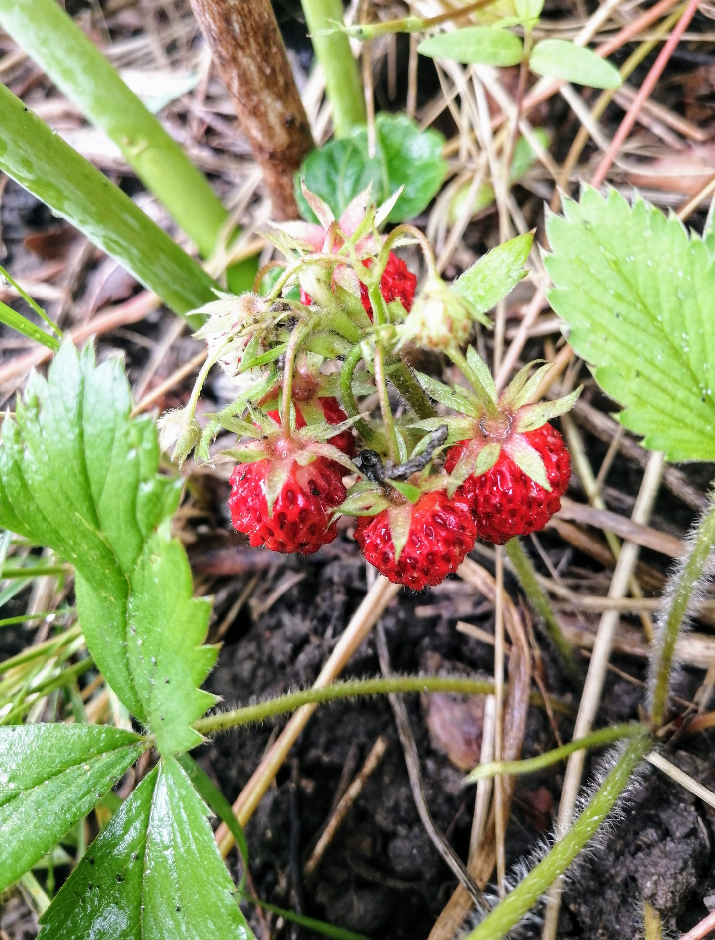 Fraise sauvage centuple 1 plante vivante à racines nues - Fragaria virginiana sans OGM, racines nues, indigène du Canada, cultivée en Ontario, pour conteneur, cour, jardin et couvre-sol 