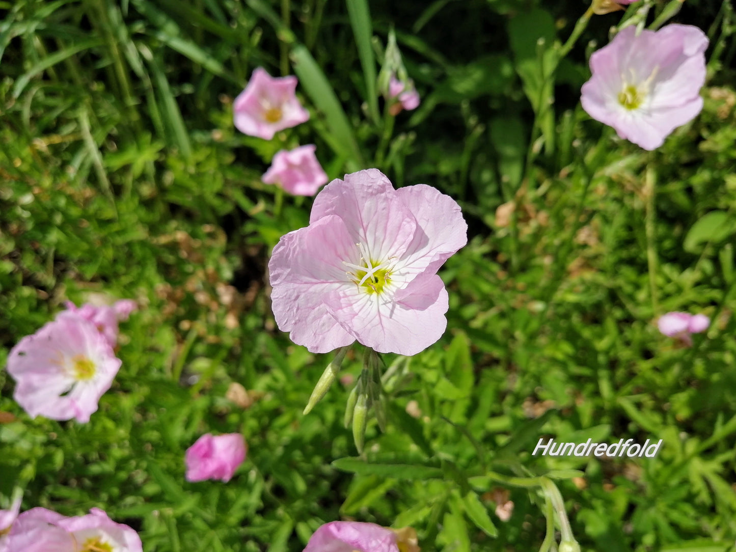 Oenothera speciosa - ...