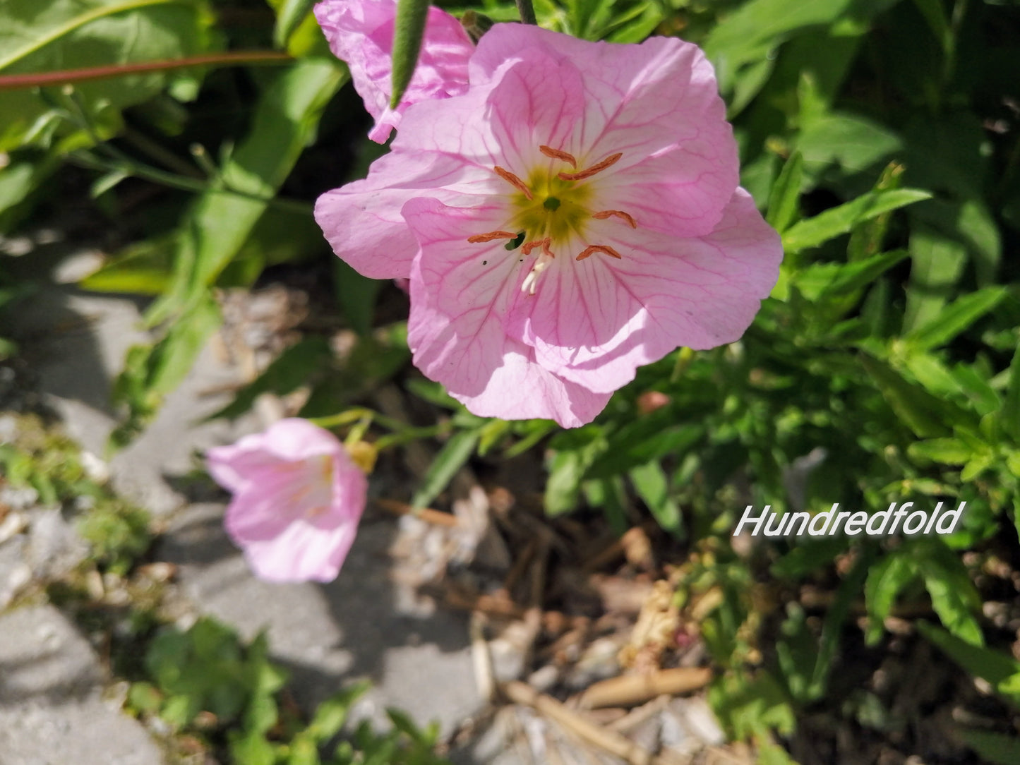 Oenothera speciosa - ...