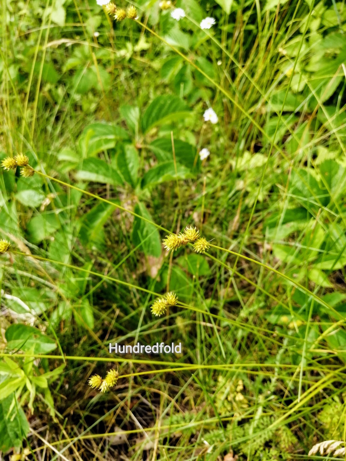 Carex de Bebb 100 graines, Carex bebbii, graminée indigène du Canada, excellente pour les jardins pluviaux, les bords d'étang et les pelouses humides