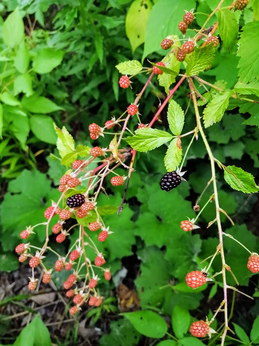 Cluster of Allegheny blackberries in late summer, with one fully ripe juicy berry among green foliage.