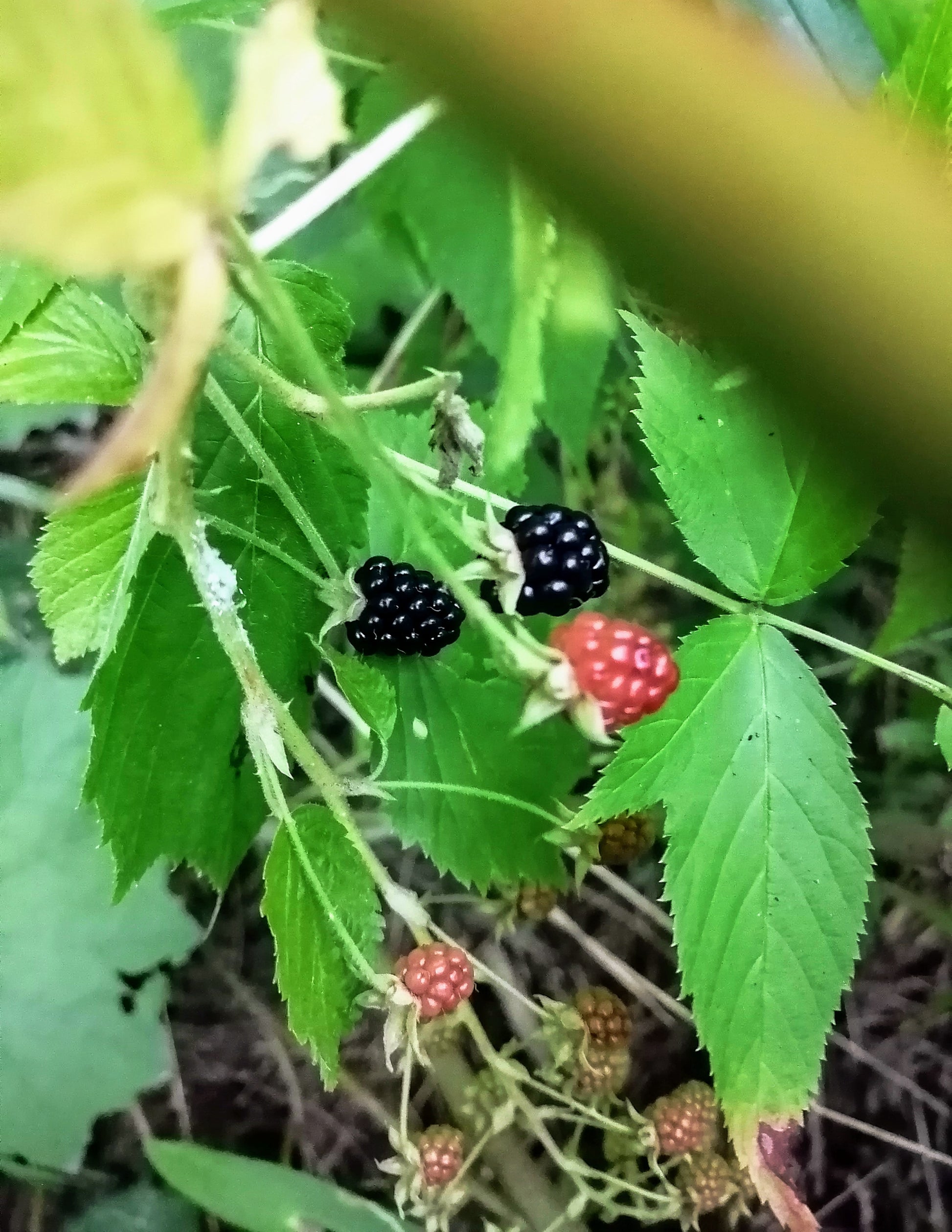 Close-up of ripe Allegheny blackberries hanging on the shrub, showing large glossy black fruit.