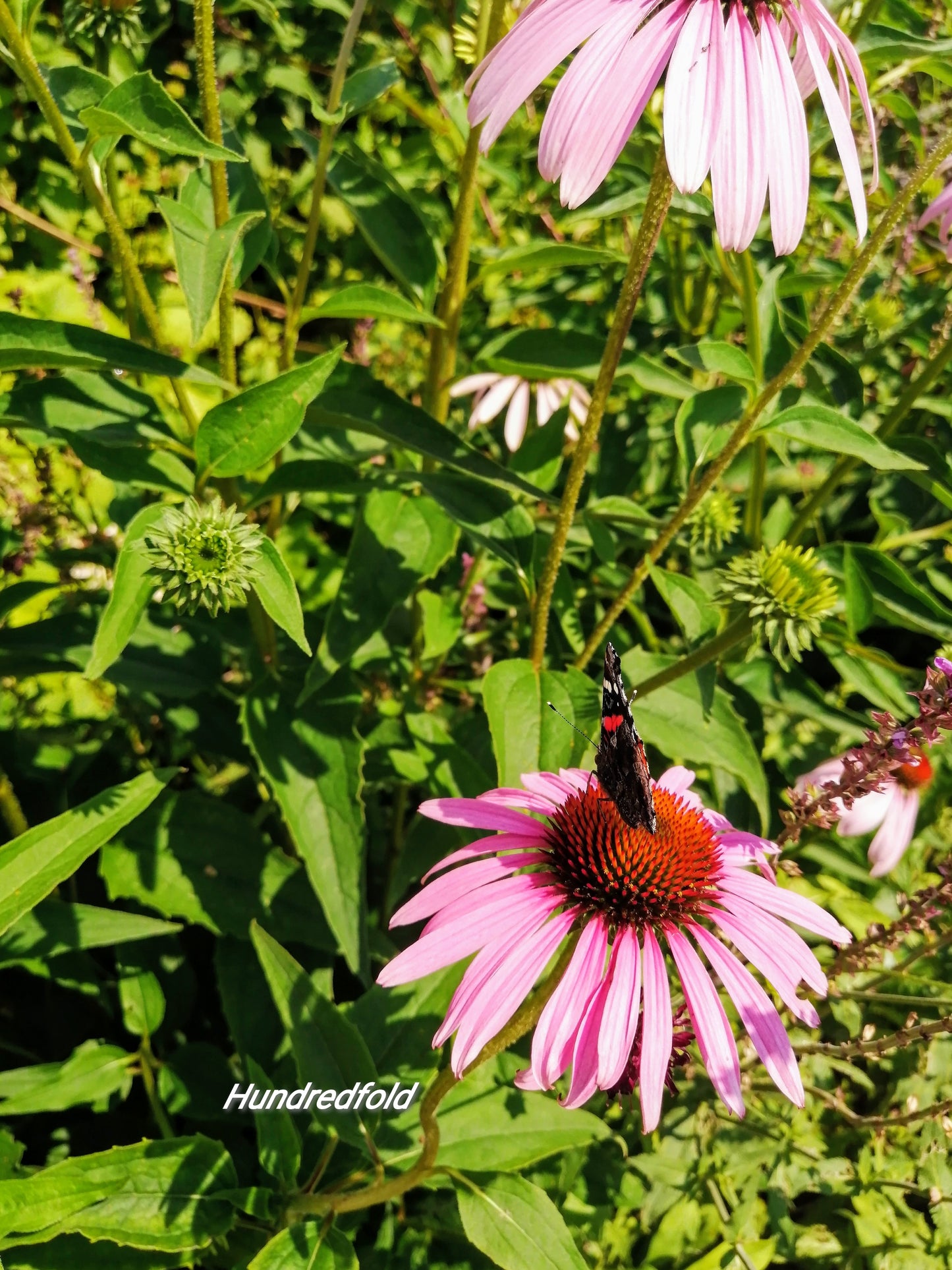 100 graines d'échinacée pourpre biologique - Echinacea purpurea, fleur sauvage indigène des prairies, attrayante pour les abeilles et les oiseaux 