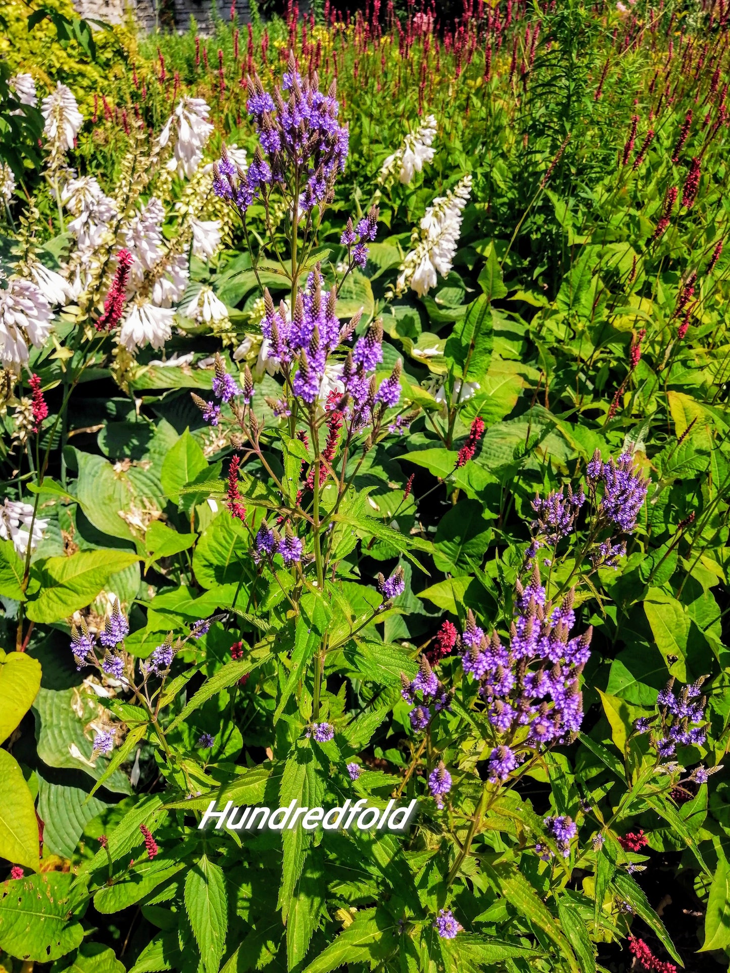 Centuple 500 graines de fleurs sauvages de verveine bleue - Verveine Hastate du Canada indigène, verveine américaine, verveine des marais 