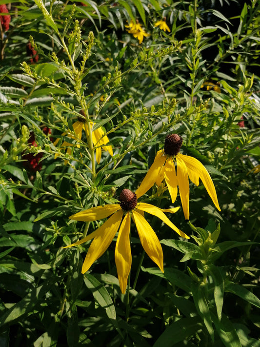 Échinacée à tête grise centuple 500 graines - Ratibida pinnata Fleur sauvage indigène du Canada, Échinacée jaune, Chapeau mexicain à tête grise 