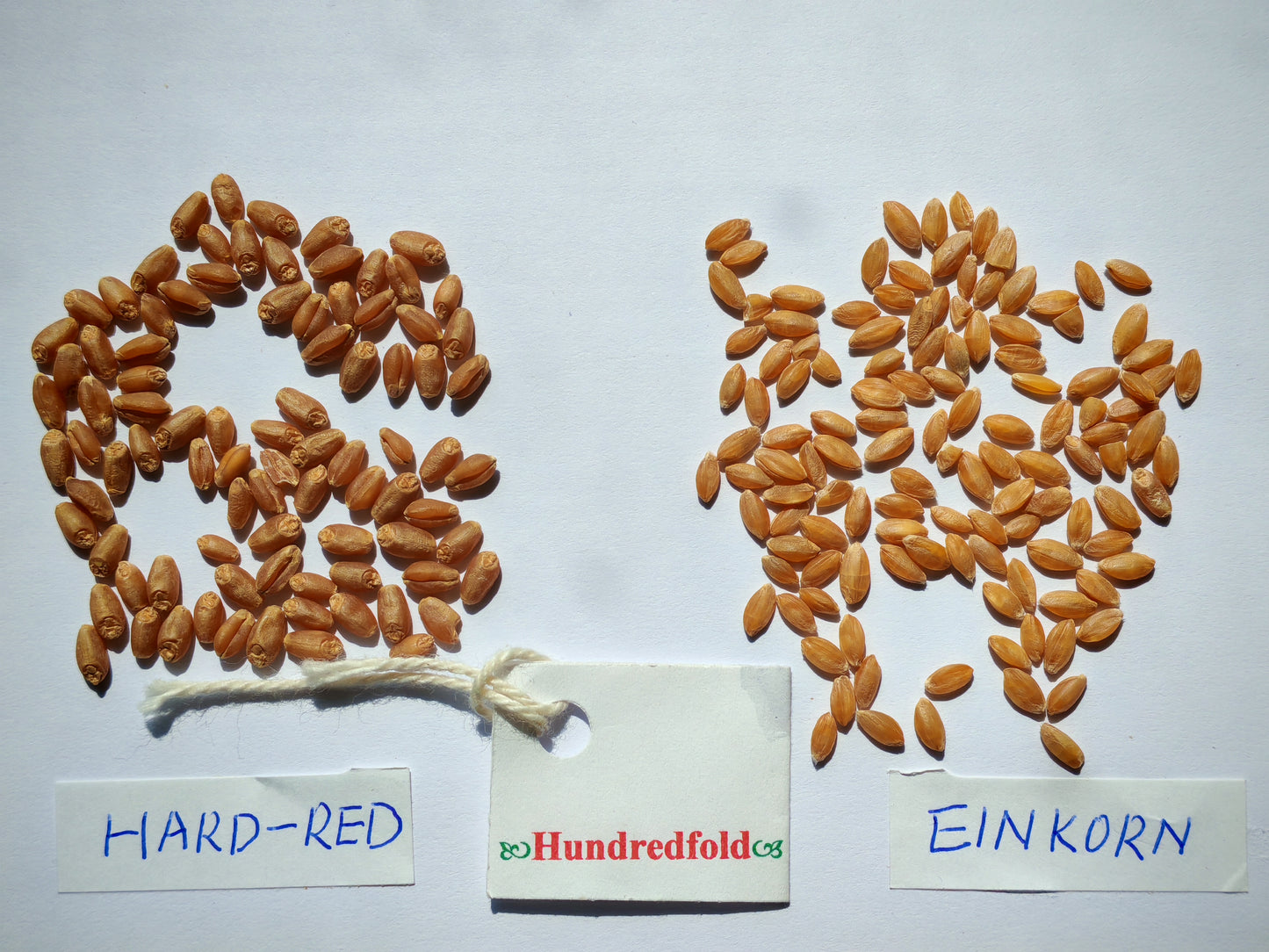 Blé ancien en grains entiers biologiques Hundredfold 2 lb – Sans OGM Cultivé au Canada Excellent pour les personnes qui surveillent leur poids, les végétaliens et les végétariens