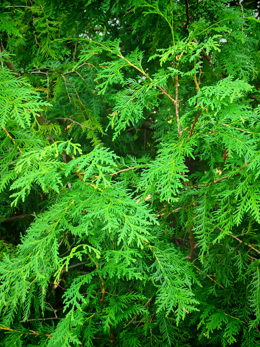 Cèdre blanc de l'Est 20 graines, Thuja occidentalis Cèdre blanc du Nord, Thuya, arbre à feuilles persistantes indigène de l'Ontario, idéal pour écran d'intimité, clôture vivante et haie 