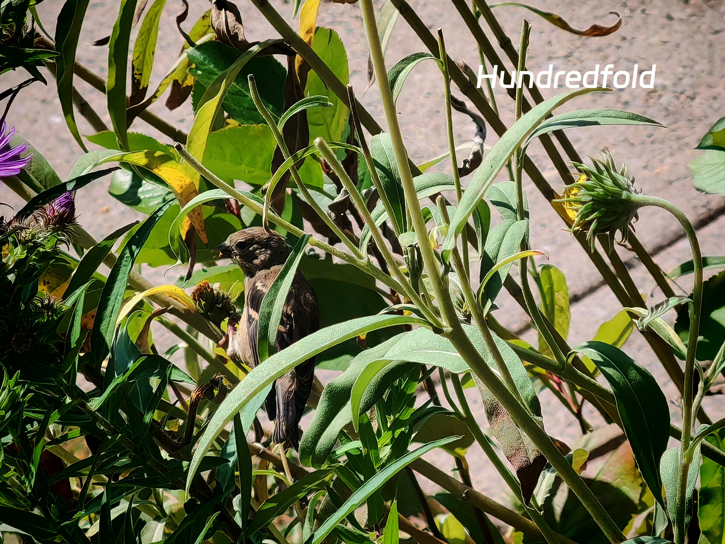Hundredfold 50 Maximilian Sunflower Seeds - Helianthus maximiliani Max Sunflower Canada & USA Native Prairie Wild Flower