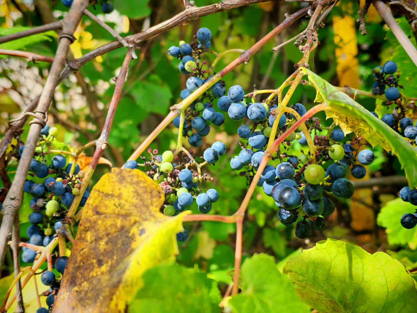 Riverbank Grape 10 Seeds - Vitis riparia Canada Wild Native Grape, Excellent for Food (Dolmades), Rootstock or Landscaping