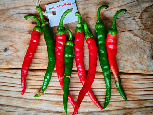 Piment de Cayenne rouge long et étroit 50 graines de légumes, Capsicum annuum, moyennement piquant, moyennement piquant, héritage, fruité et épicé, excellent pour les pâtes de piment et les piments séchés 