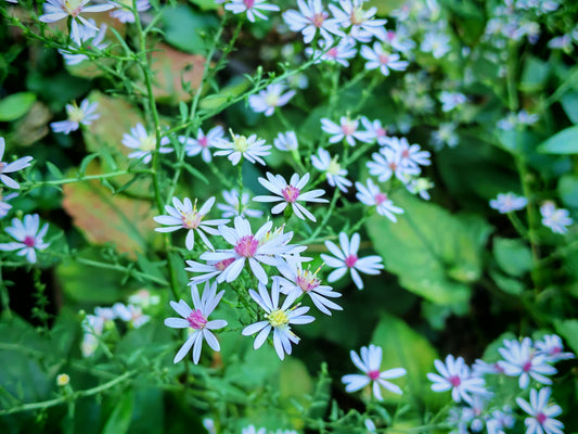 Aster bleu ciel, fleur sauvage, 200 graines - Aster azureus, Aster bleu ciel, Aster américain bleu ciel, Aster azur, fleur indigène de l'Ontario 