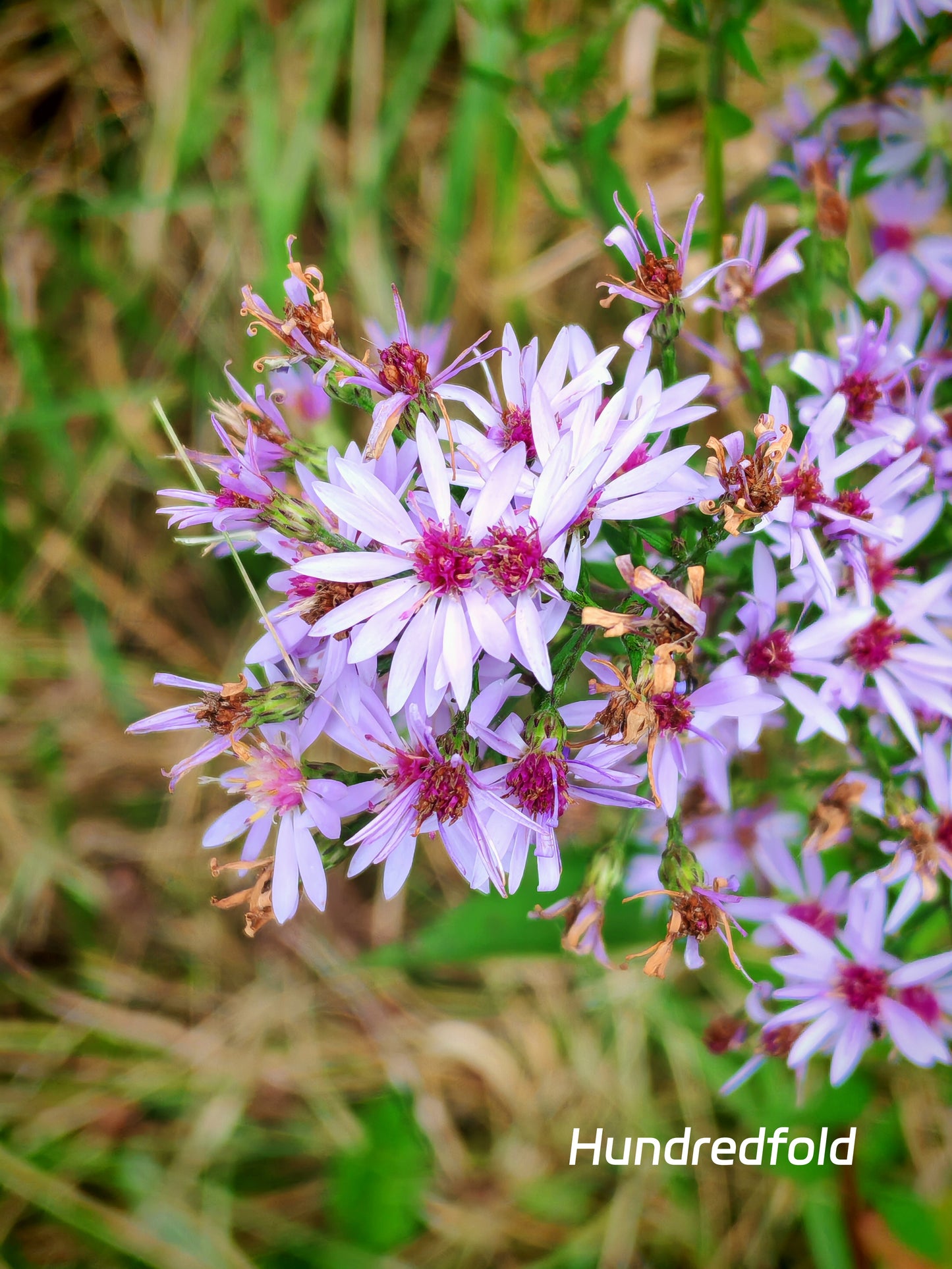Aster bleu ciel, fleur sauvage, 200 graines - Aster azureus, Aster bleu ciel, Aster américain bleu ciel, Aster azur, fleur indigène de l'Ontario 