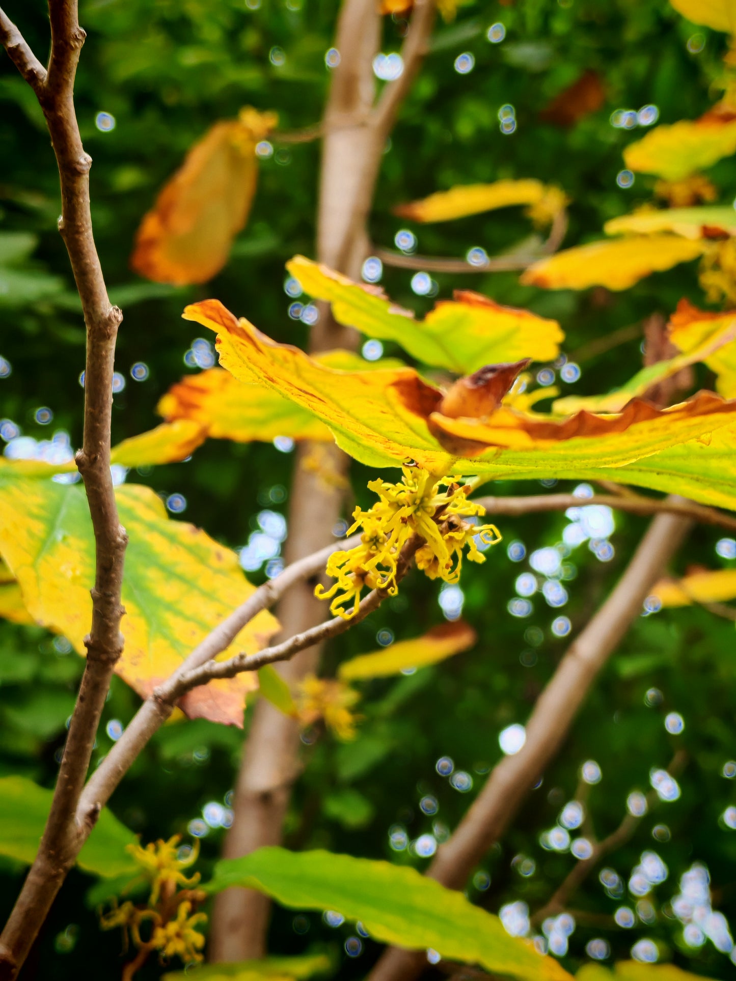Hamamélis de Virginie, petit arbre à fleurs d'hiver centuples, 5 graines - Hamamelis virginiana Arbuste indigène de l'Ontario, Hamamélis d'Amérique, Noisetier cassant 