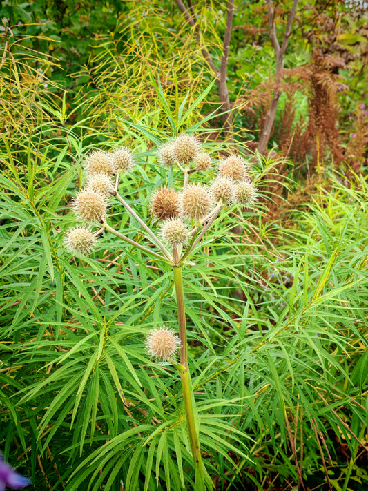 Graines de fleurs du maître du crotale au centuple 500 - Eryngium yuccifolium Plante herbacée vivace indigène du Canada Beargrass, bouton Sankeroot, bouton Eryngo 