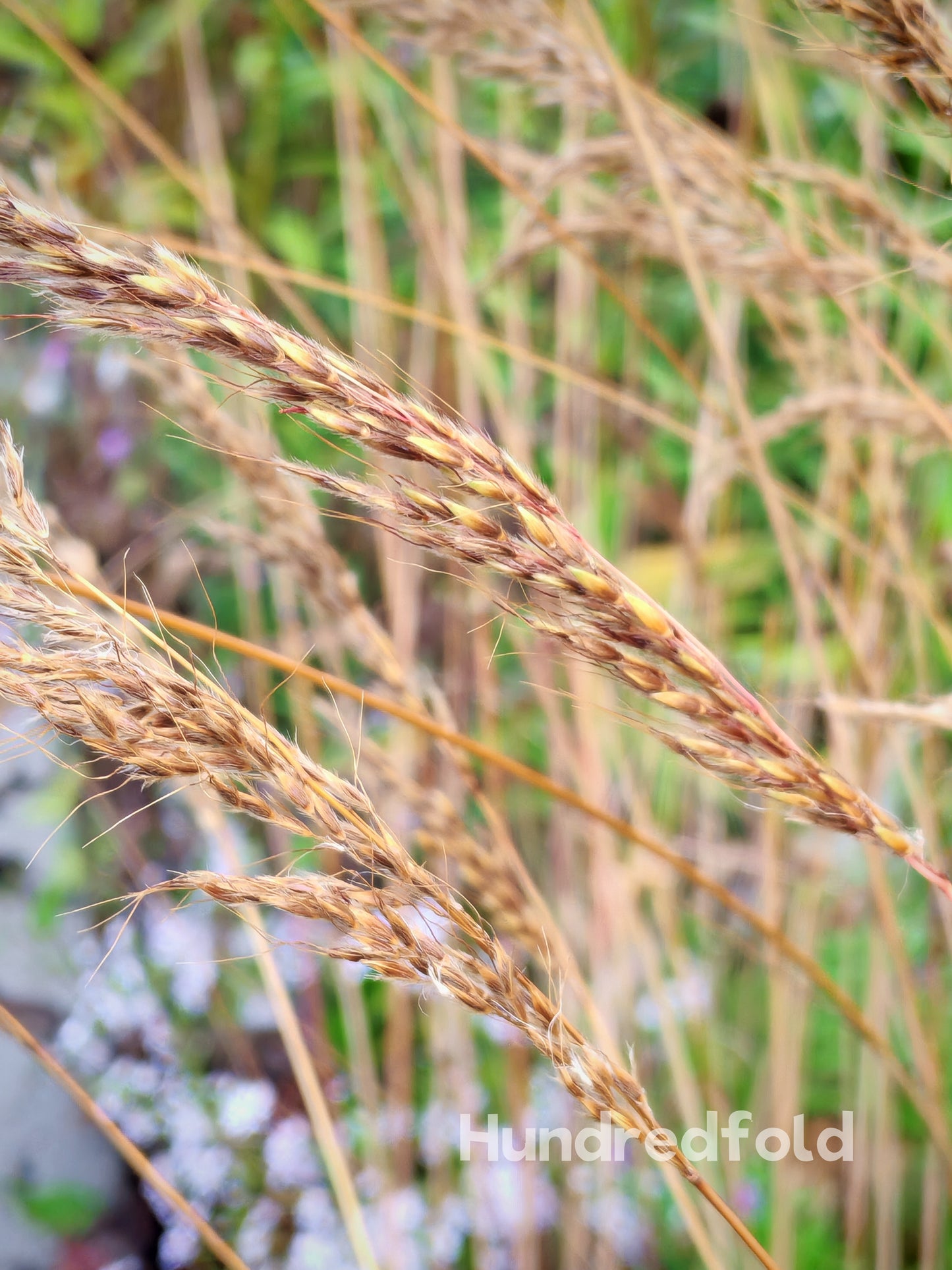 Centuple 500 graines d'herbe indienne - Sorghastrum nutans Herbe indienne Graminées ornementales en touffes, herbe indienne jaune, attire les oiseaux, appréciée pour les jardins indigènes et les prairies de fleurs sauvages 