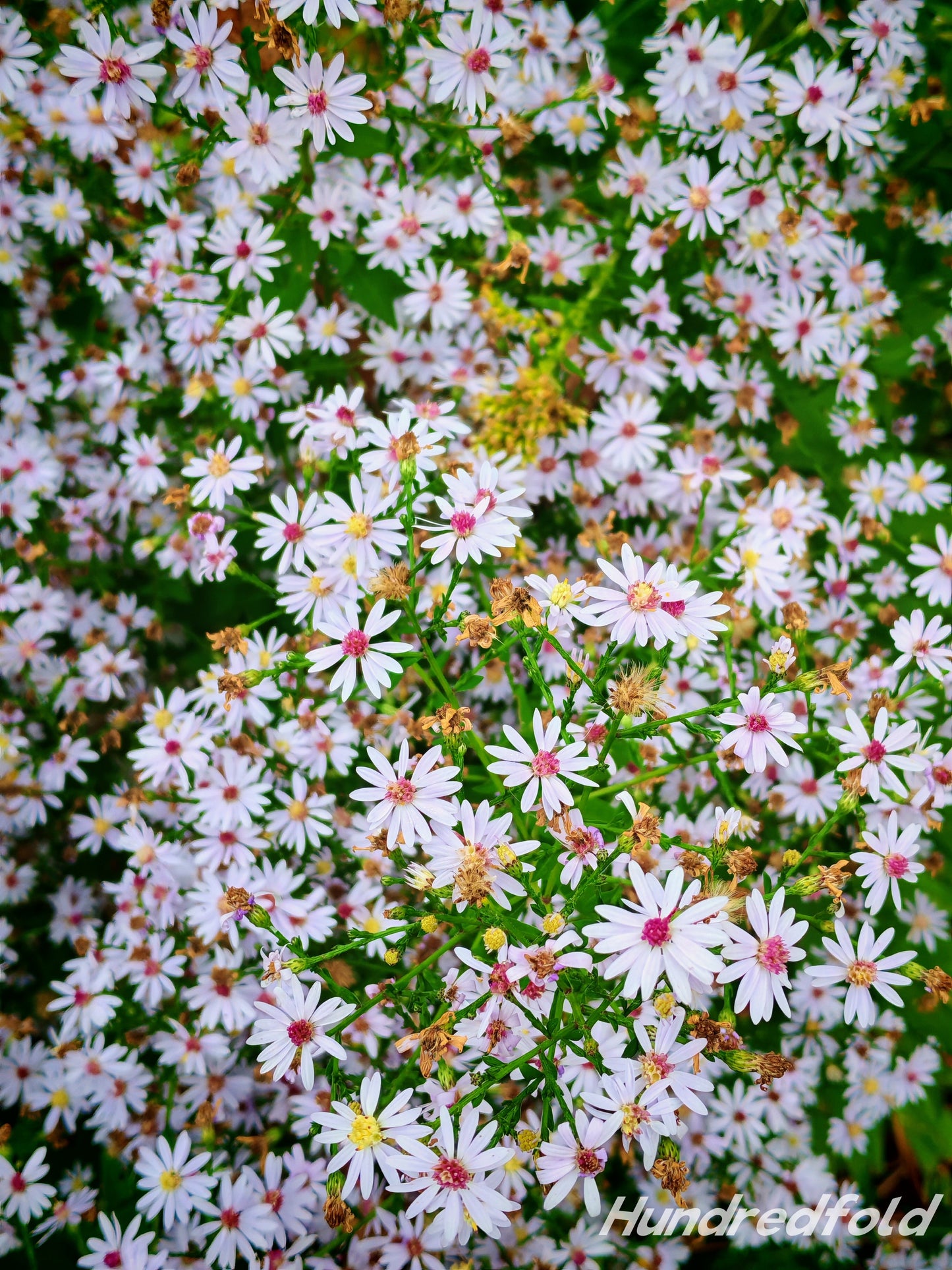 Aster bleu ciel, fleur sauvage, 200 graines - Aster azureus, Aster bleu ciel, Aster américain bleu ciel, Aster azur, fleur indigène de l'Ontario 