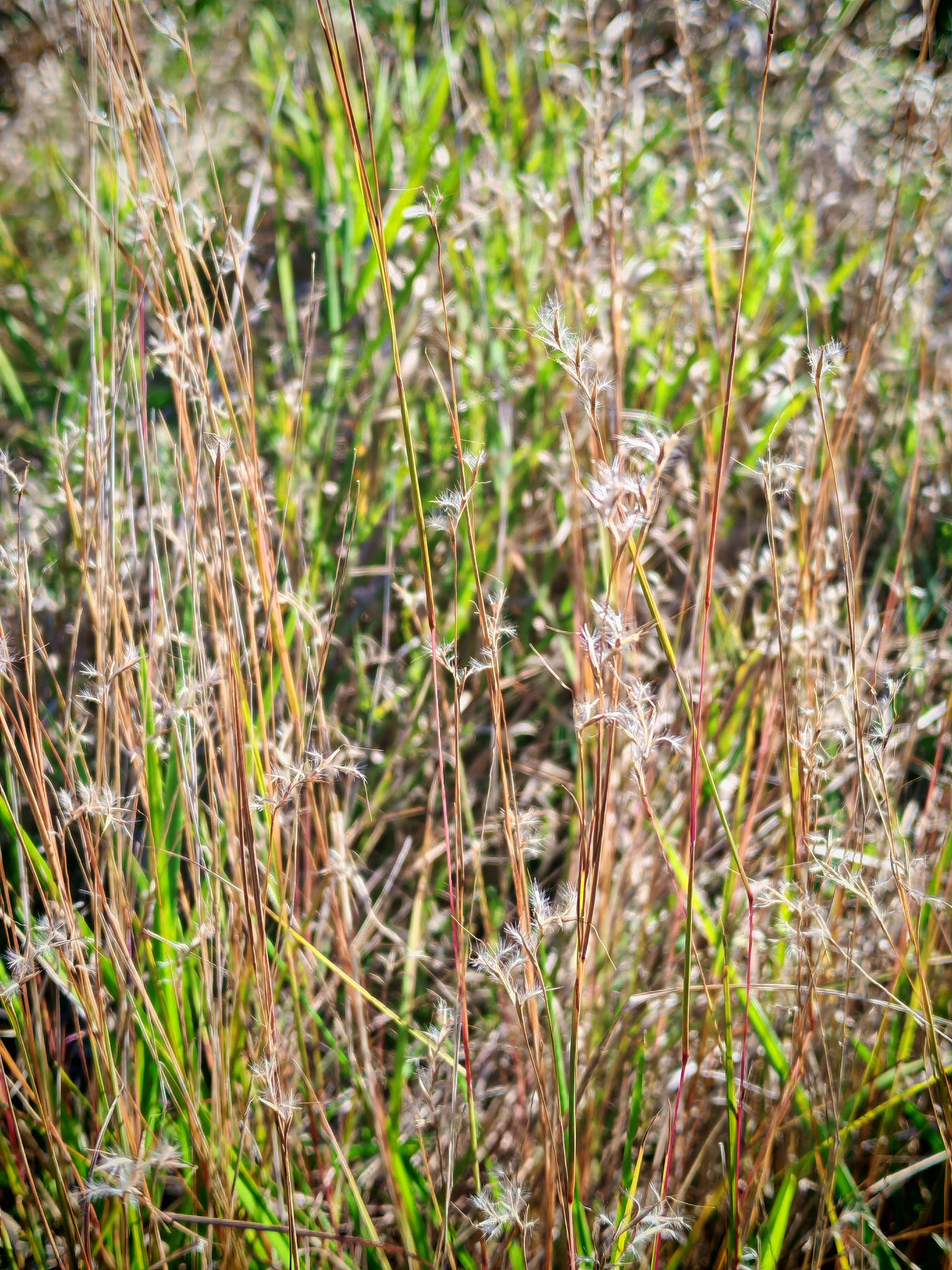 Centuple 500 graines de petit gazon à tige bleue - Schizachyrium scoparium Graminées ornementales en touffes, attirent les oiseaux, appréciées pour les jardins indigènes et les prairies de fleurs sauvages 