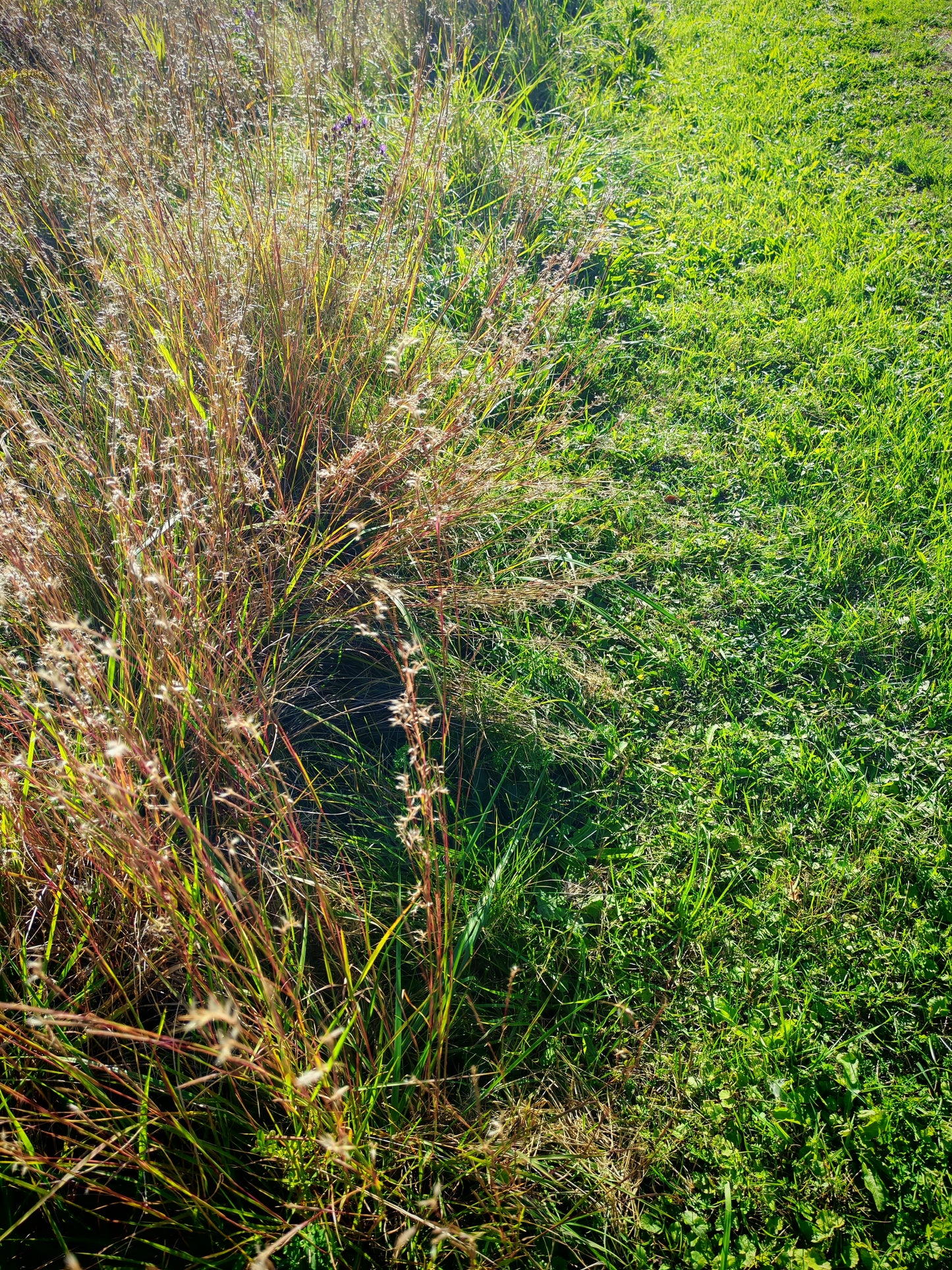 Centuple 500 graines de petit gazon à tige bleue - Schizachyrium scoparium Graminées ornementales en touffes, attirent les oiseaux, appréciées pour les jardins indigènes et les prairies de fleurs sauvages 