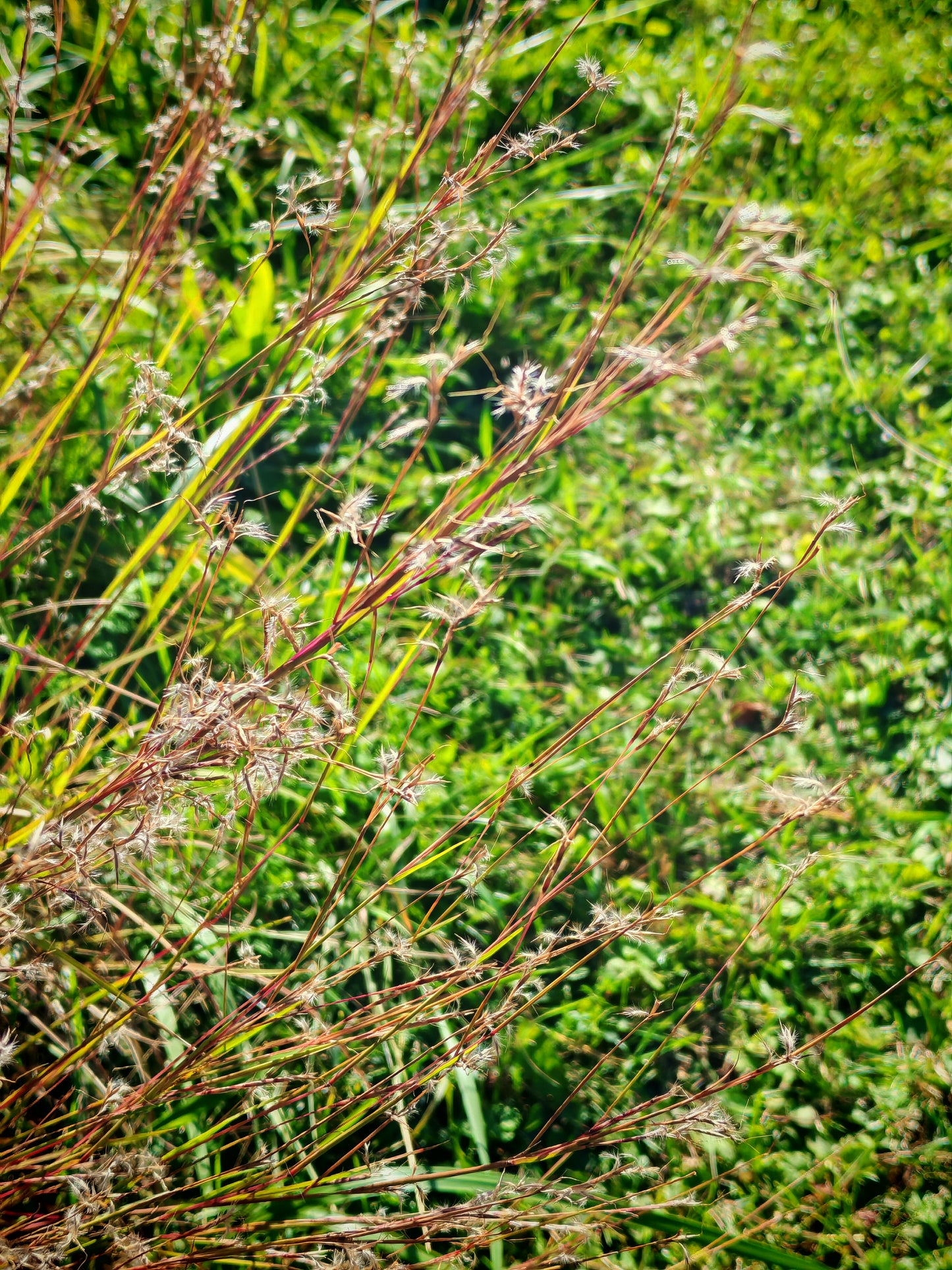 Centuple 500 graines de petit gazon à tige bleue - Schizachyrium scoparium Graminées ornementales en touffes, attirent les oiseaux, appréciées pour les jardins indigènes et les prairies de fleurs sauvages 