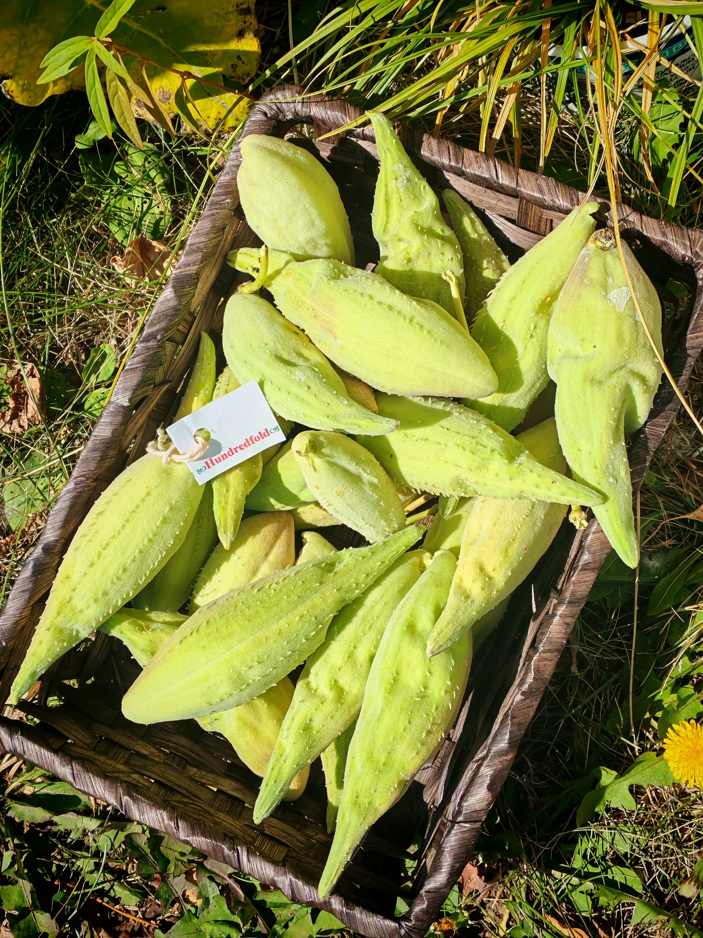 Common Milkweed Seeds | Asclepias syriaca for Monarch Butterflies | Subsidized Pricing for Canadian Public Schools and Non-Profits