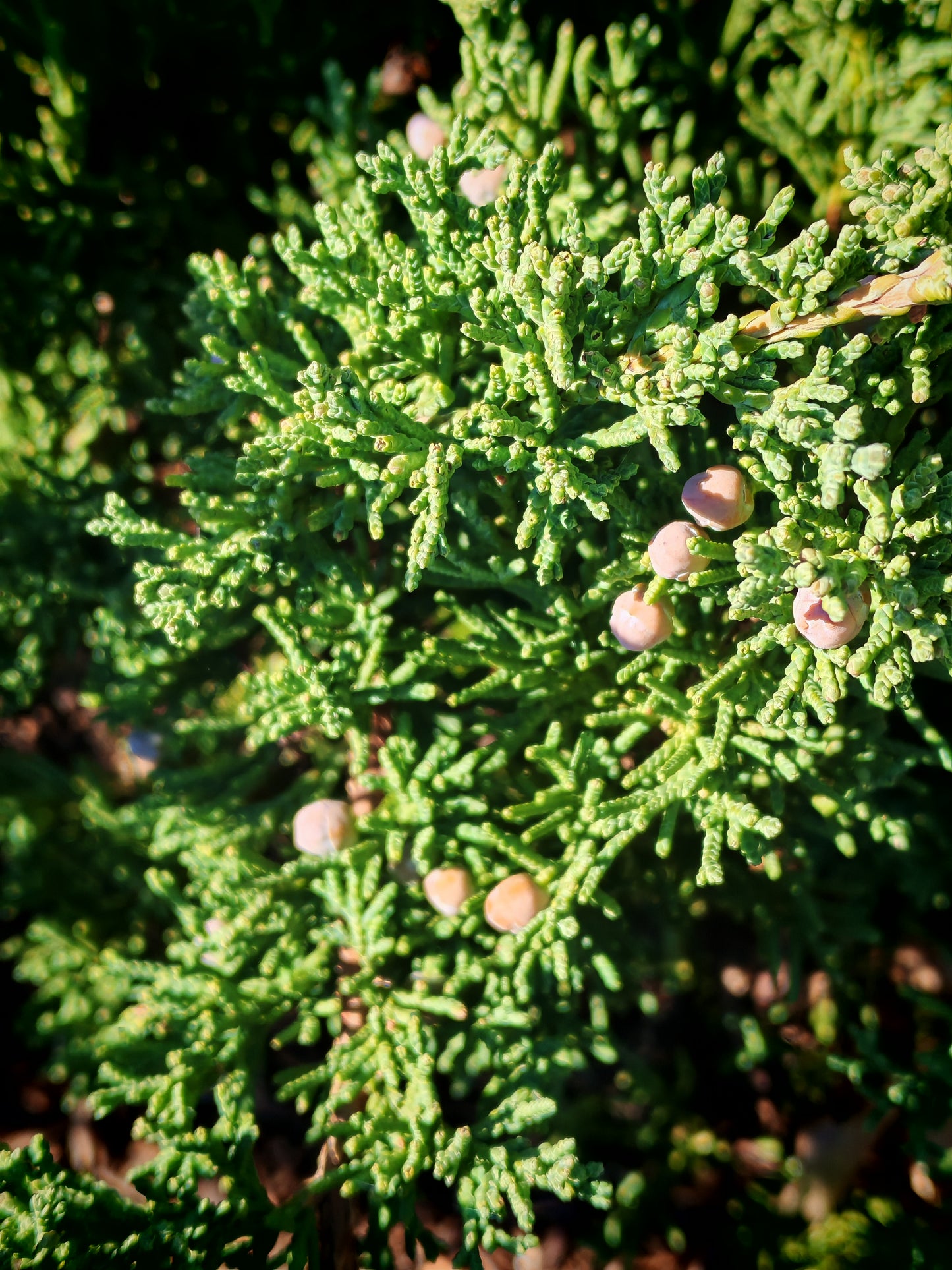 Genévrier rampant 10 graines d'arbustes - Juniperus horizontali, Savin rampant, buisson indigène du Canada et des États-Unis, feuillage parfumé, idéal pour couvre-sol, bonsaï, plante d'intérieur et rocaille 
