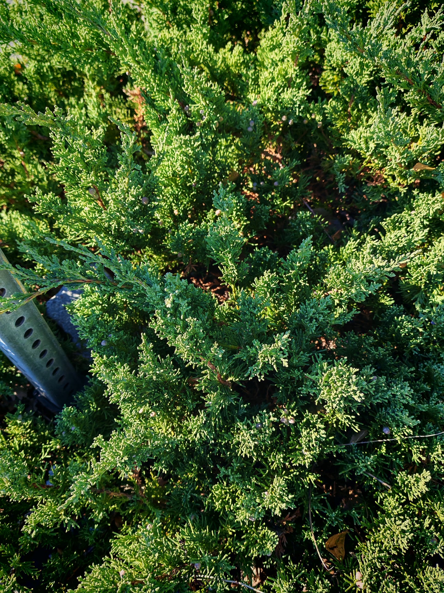 Genévrier rampant 10 graines d'arbustes - Juniperus horizontali, Savin rampant, buisson indigène du Canada et des États-Unis, feuillage parfumé, idéal pour couvre-sol, bonsaï, plante d'intérieur et rocaille 
