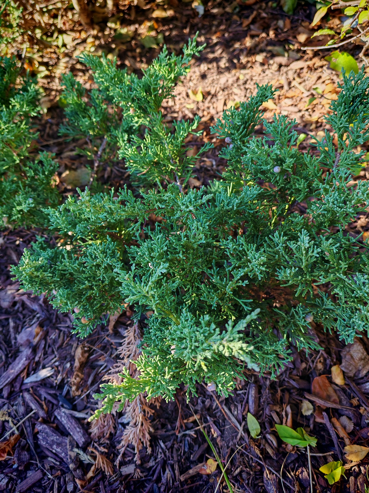 Genévrier rampant 10 graines d'arbustes - Juniperus horizontali, Savin rampant, buisson indigène du Canada et des États-Unis, feuillage parfumé, idéal pour couvre-sol, bonsaï, plante d'intérieur et rocaille 