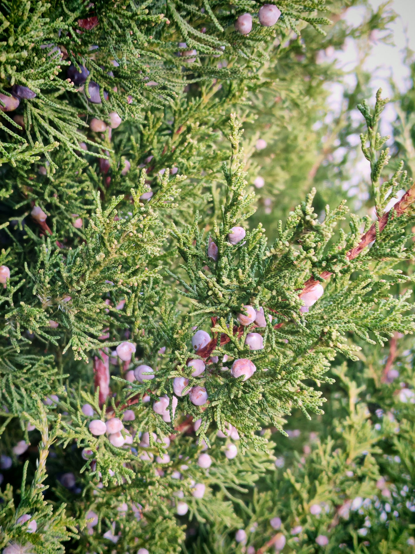 Cèdre rouge de l'Est centuple 10 graines - Juniperus virginiana Genévrier rouge, arbre à feuilles persistantes indigène du Canada Red Savin, idéal pour les écrans de confidentialité, les brise-vent et les rangées de clôtures 