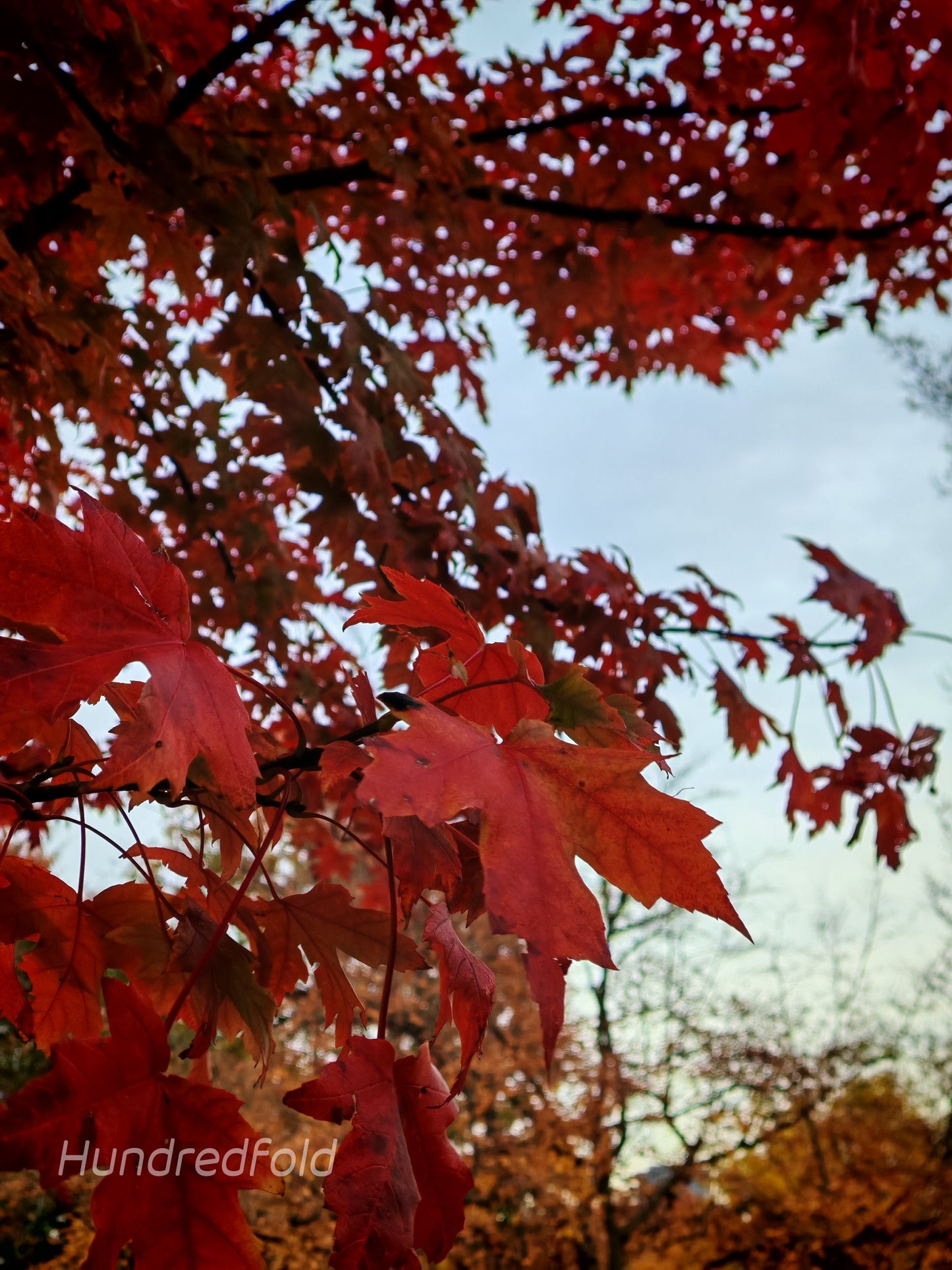 Érable argenté 10 graines - Acer saccharinum Érable doux, érable blanc, arbre indigène du Canada 