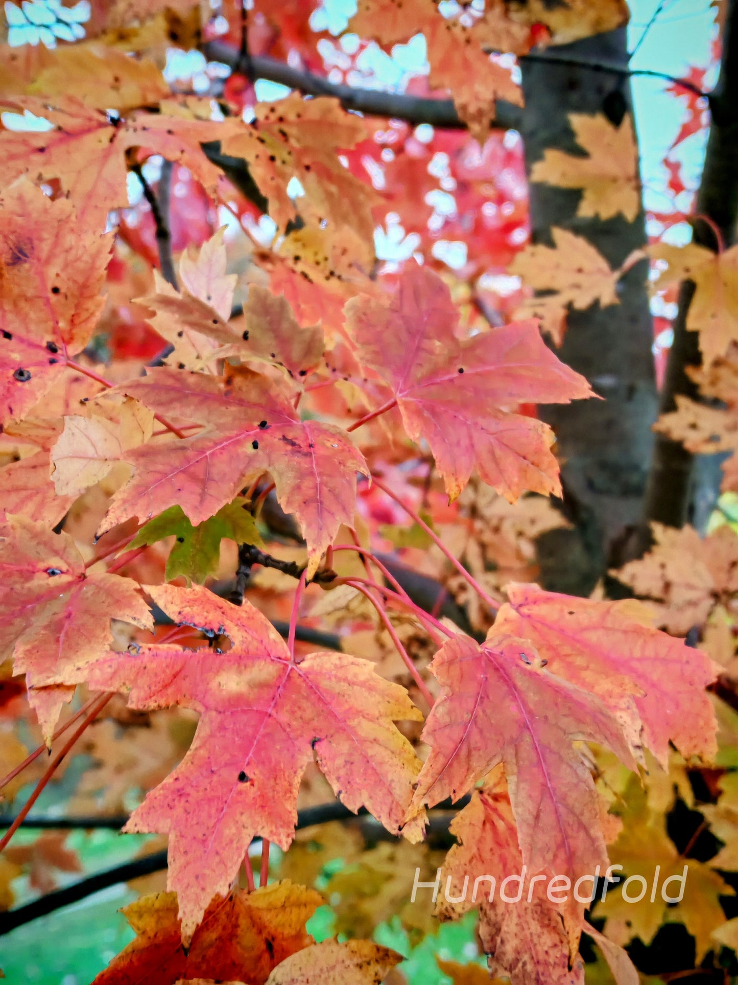 Érable argenté 10 graines - Acer saccharinum Érable doux, érable blanc, arbre indigène du Canada 