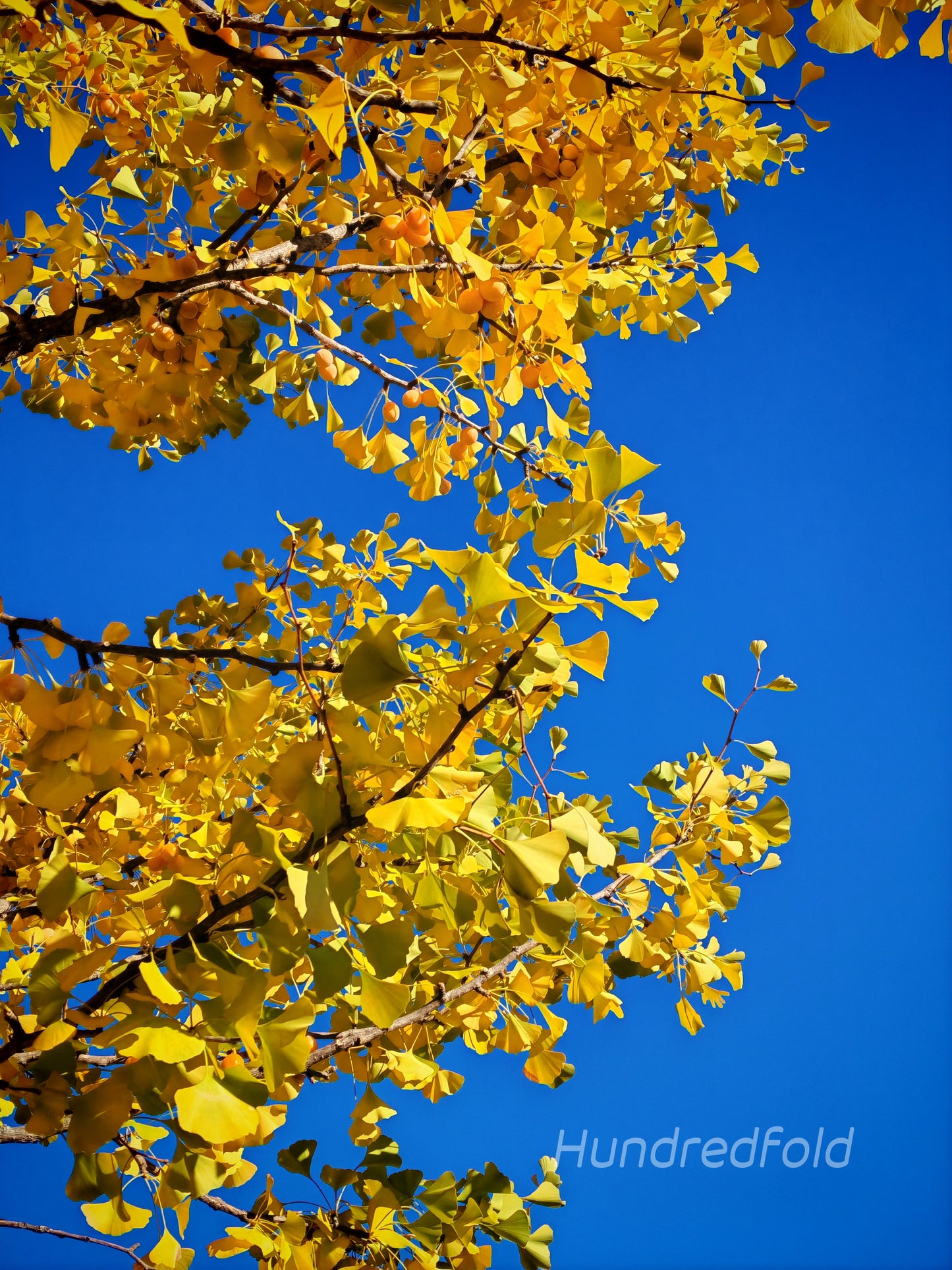 50 graines d'arbres de Ginkgo à planter, Ginkgo biloba, Gingko, cultivé en Ontario, couleur d'automne dorée 