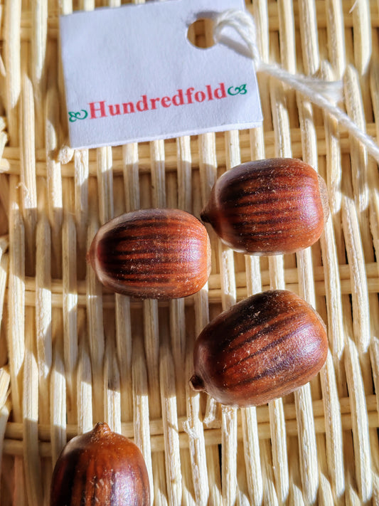 Chêne écarlate centuple 3 graines - Quercus coccinea Arbre indigène des États-Unis Arbre ornemental et d'ombrage pour une couleur d'automne brillante, tolérant à la sécheresse et à croissance rapide 