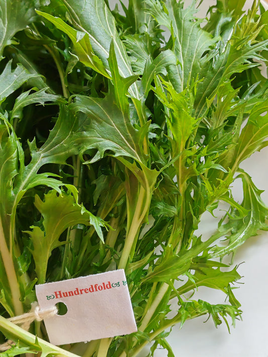 Mizuna, légume à la moutarde japonaise, 500 graines à planter par Hundredfold – Heirloom non hybride, non OGM, pour salade et soupe, convient pour les conteneurs, les micro-pousses et l'hydroculture 
