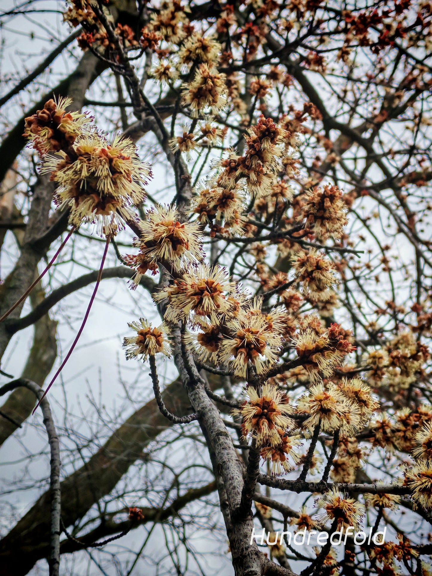 Érable argenté 10 graines - Acer saccharinum Érable doux, érable blanc, arbre indigène du Canada 