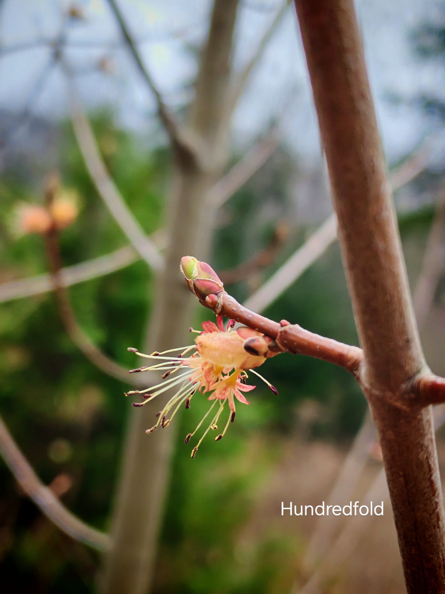 Graines d'érable rouge - Acer rubrum - Originaire du Canada et des États-Unis, érable écarlate, érable des marais, excellent pour le bonsaï et la régénération naturelle 