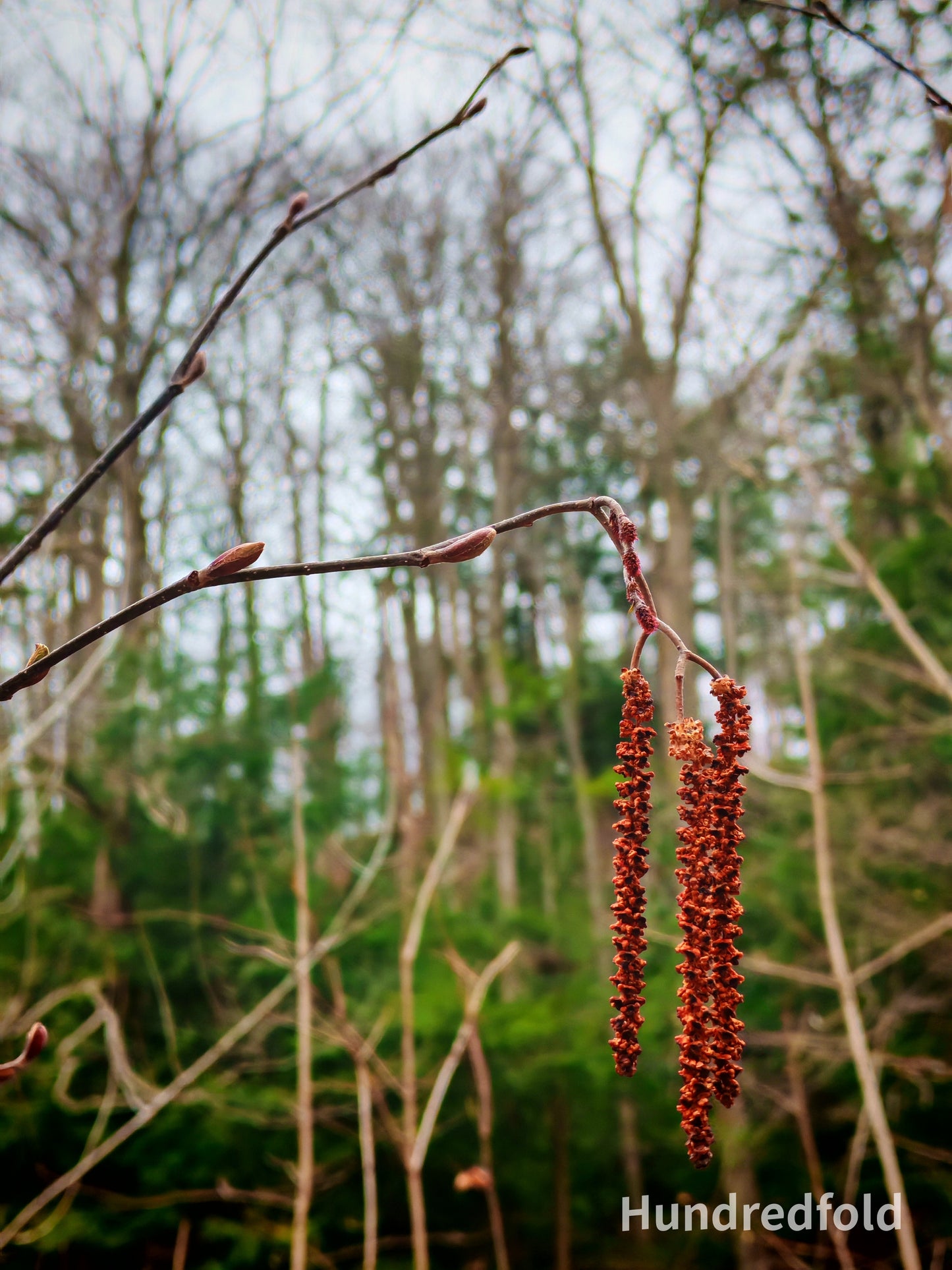 Speckled Alder Gray Alder 50 Seeds - Alnus incana Tag Alder Erosion Control and Nitrogen Fixer Tree or Shrub